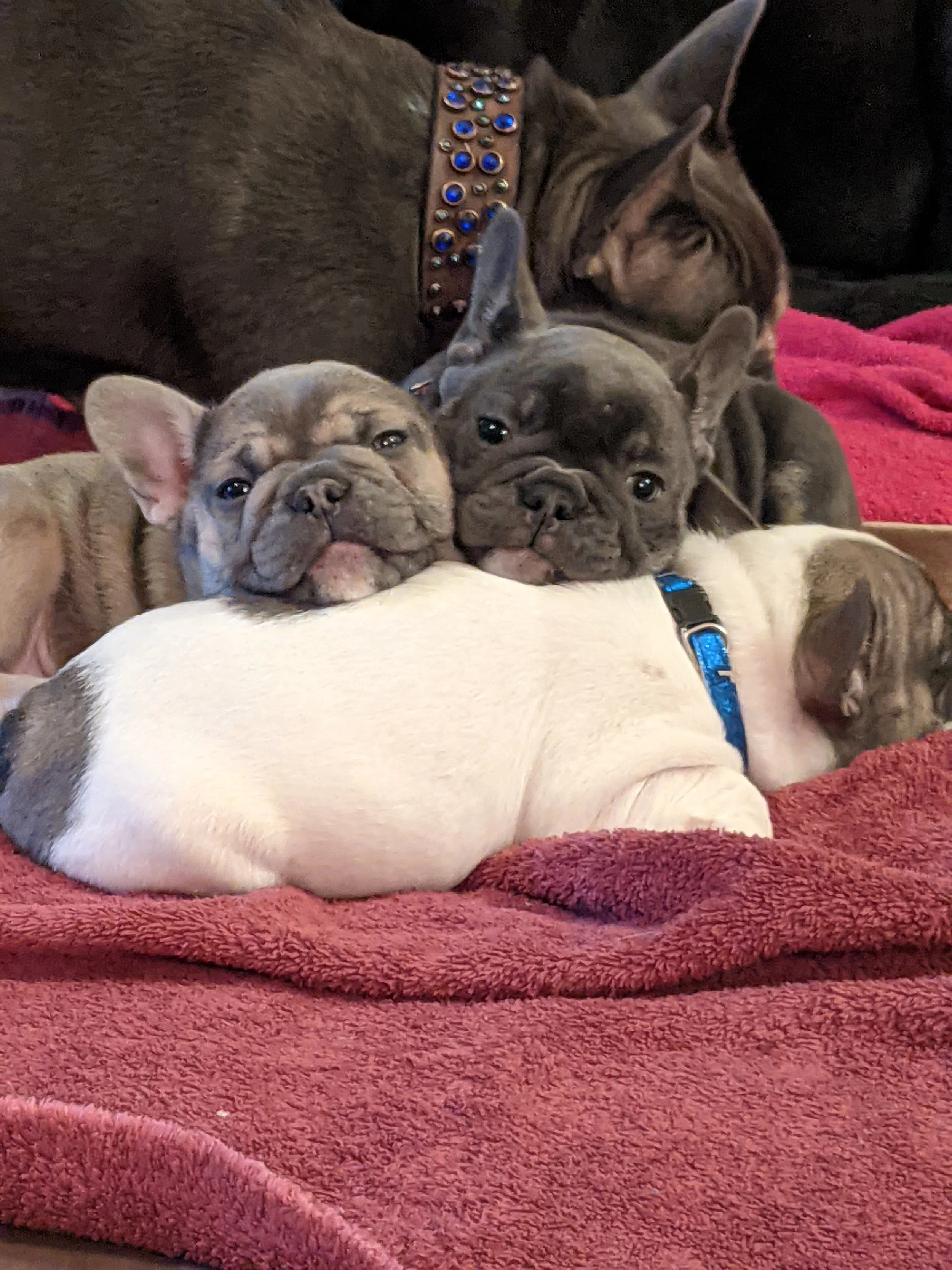 Several French Bulldog puppies lying on a red blanket, cuddling with each other. One puppy is wearing a blue collar. An adult dog is in the background, partially visible, resting with the puppies.