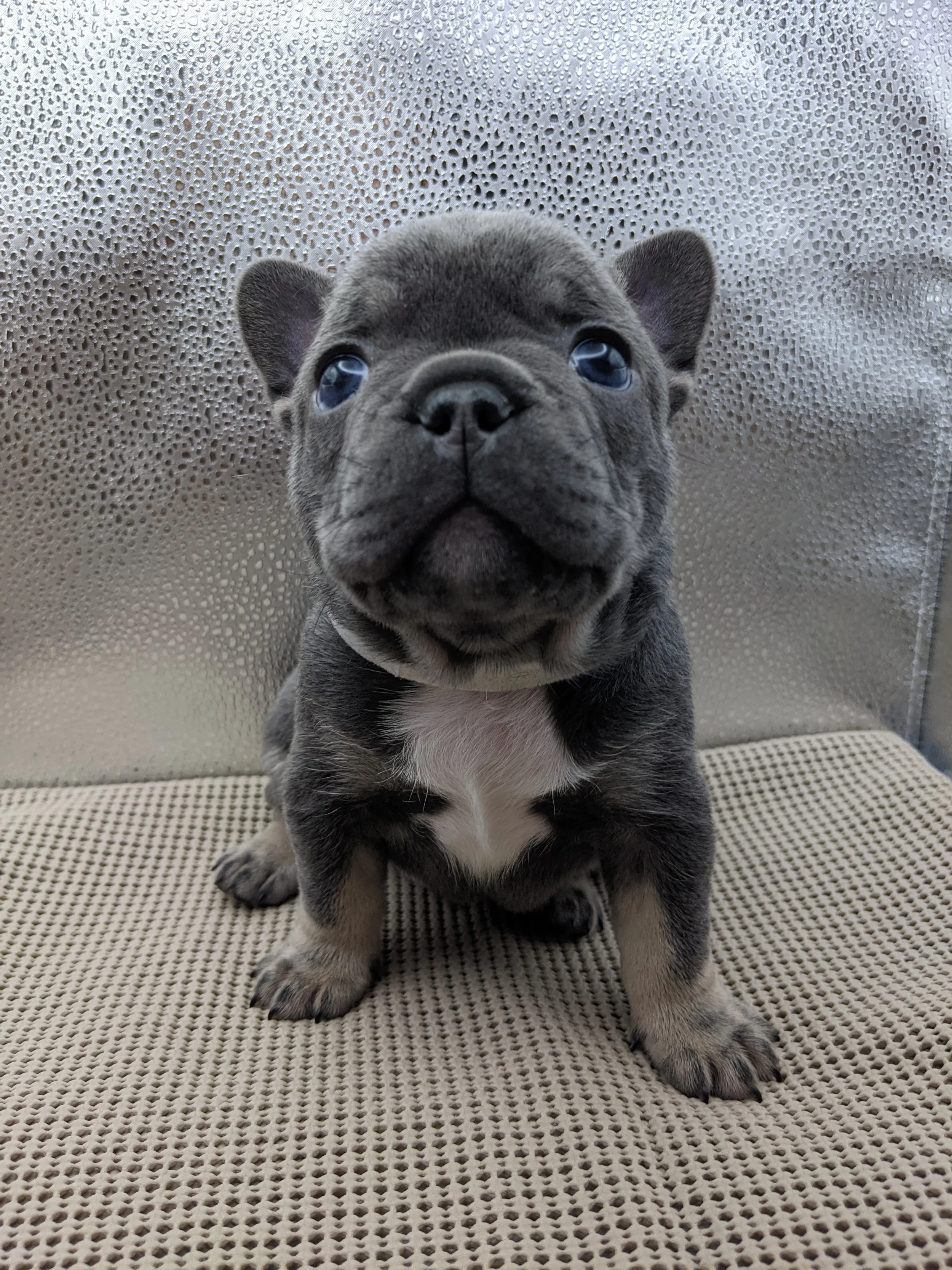 A cute puppy with blue fur and a white patch on its chest, sitting with a textured metal background.
