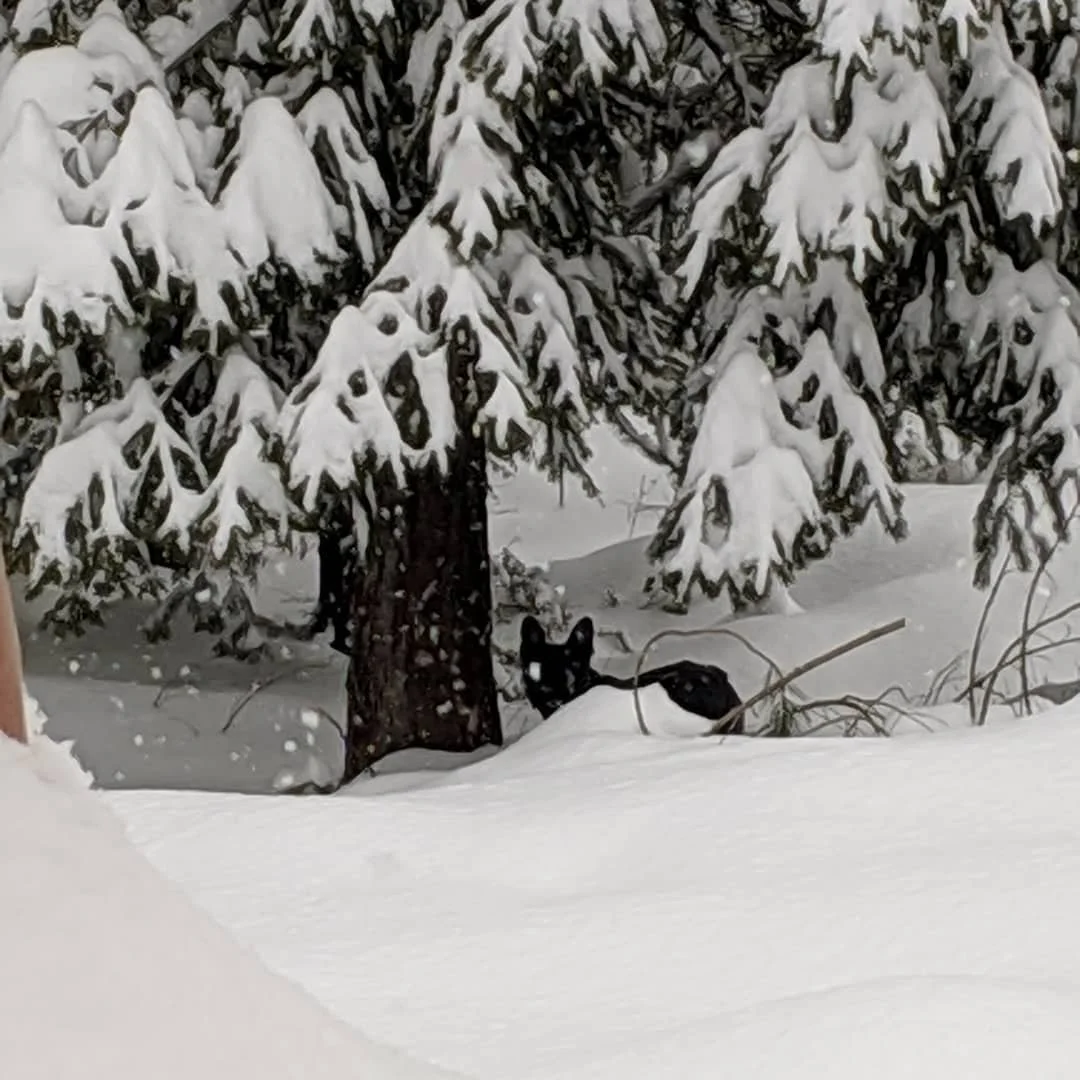 Snow-covered trees with a French Bulldog in the snow standing at the base of the tree