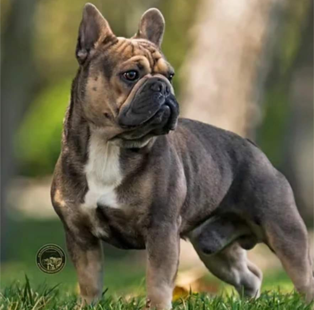 A French Bulldog with a muscular build standing outdoors on grass, with a blurred background of trees.