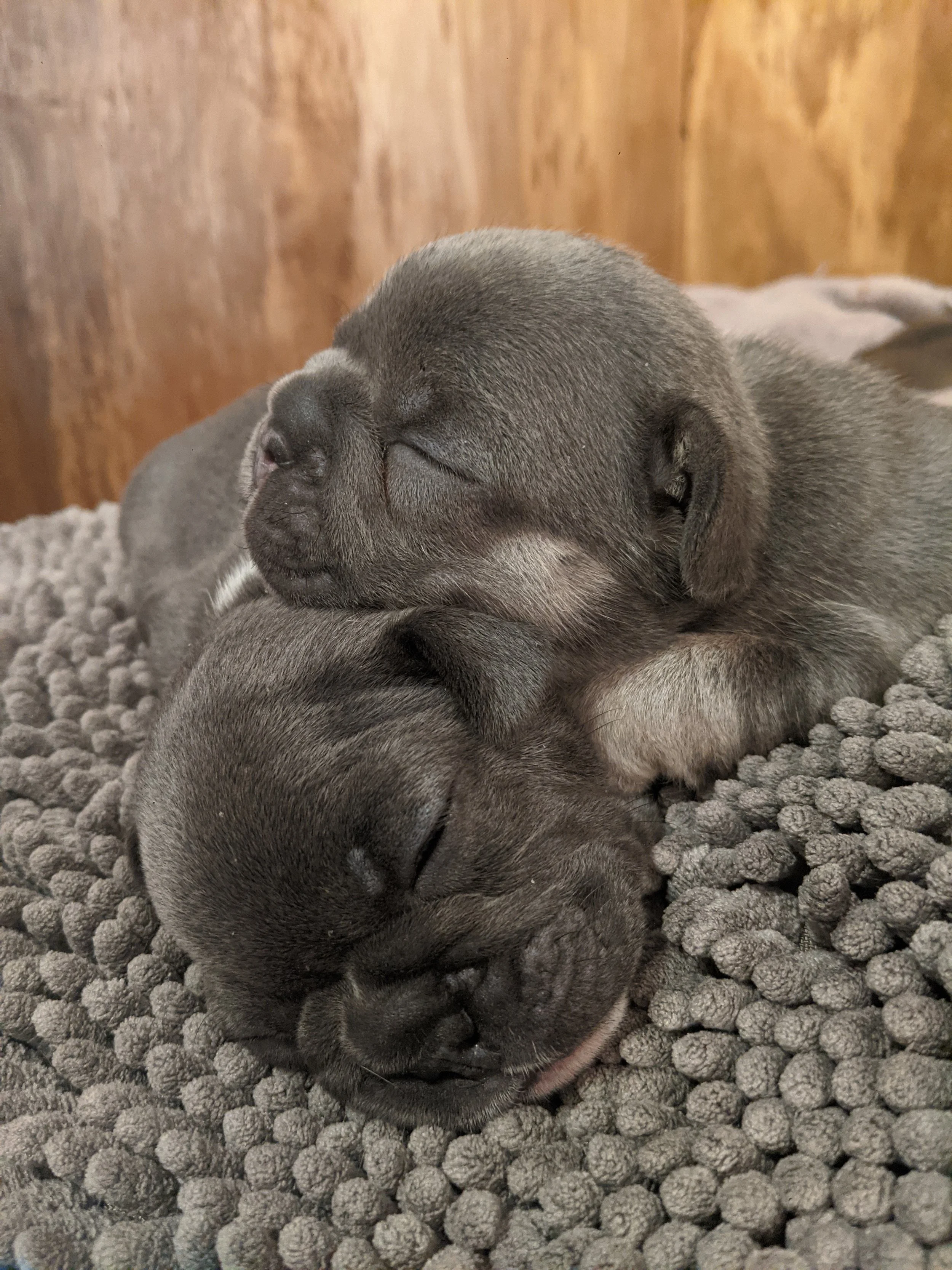 Two sleeping puppies lying on a soft, textured gray blanket with a wooden background.