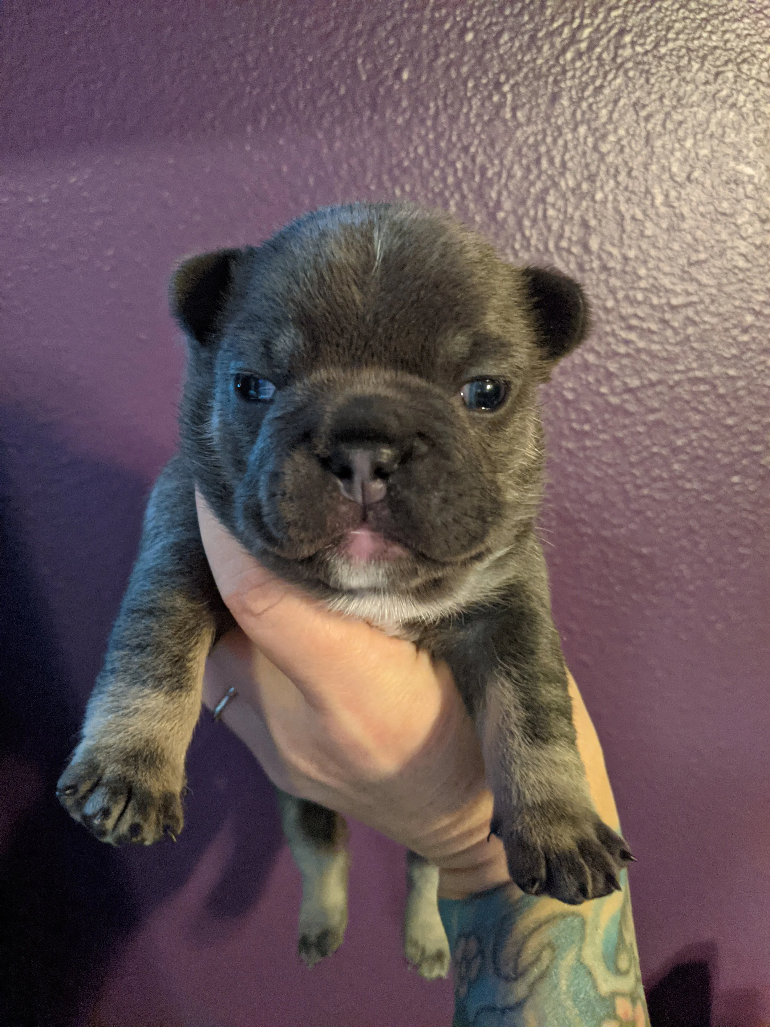 Close-up of a person holding a small, dark-colored puppy with a beard and round face against a purple wall background.