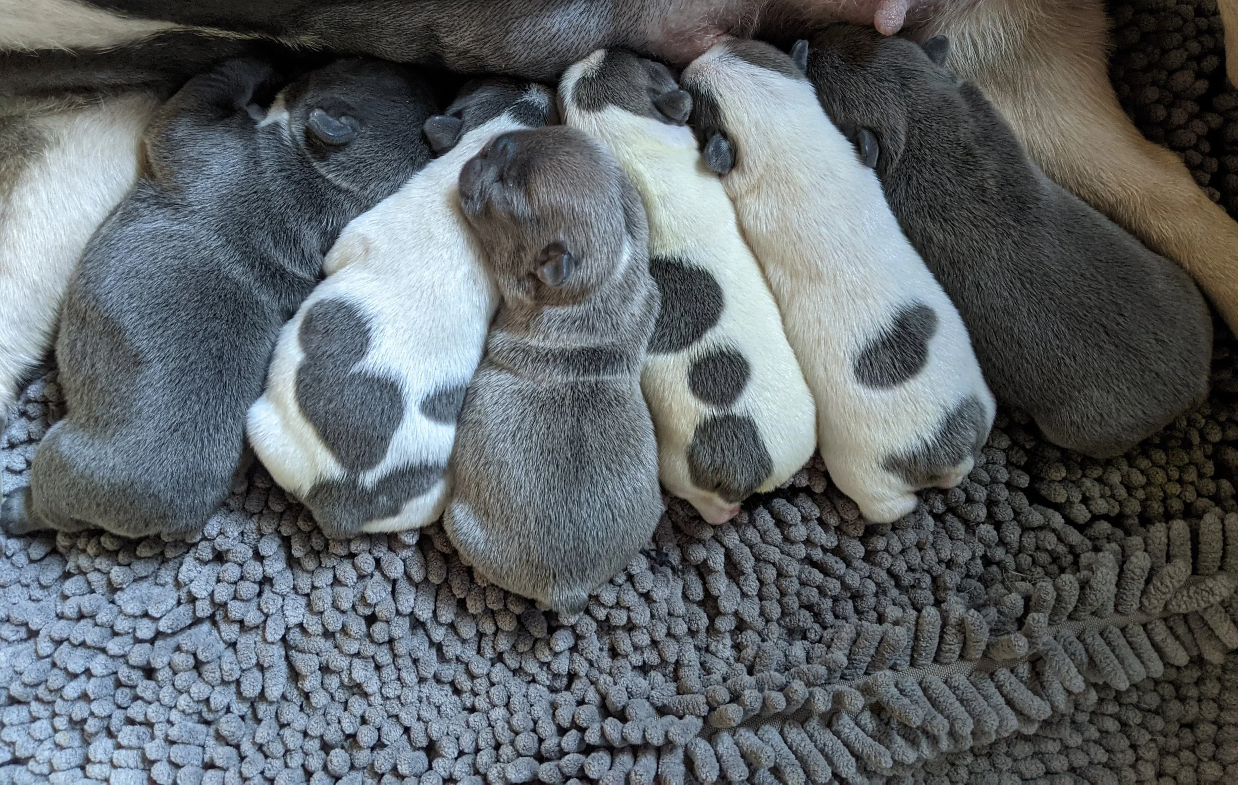 Six newborn puppies nursing from their mother on a textured blanket, with various coloring and patterns.