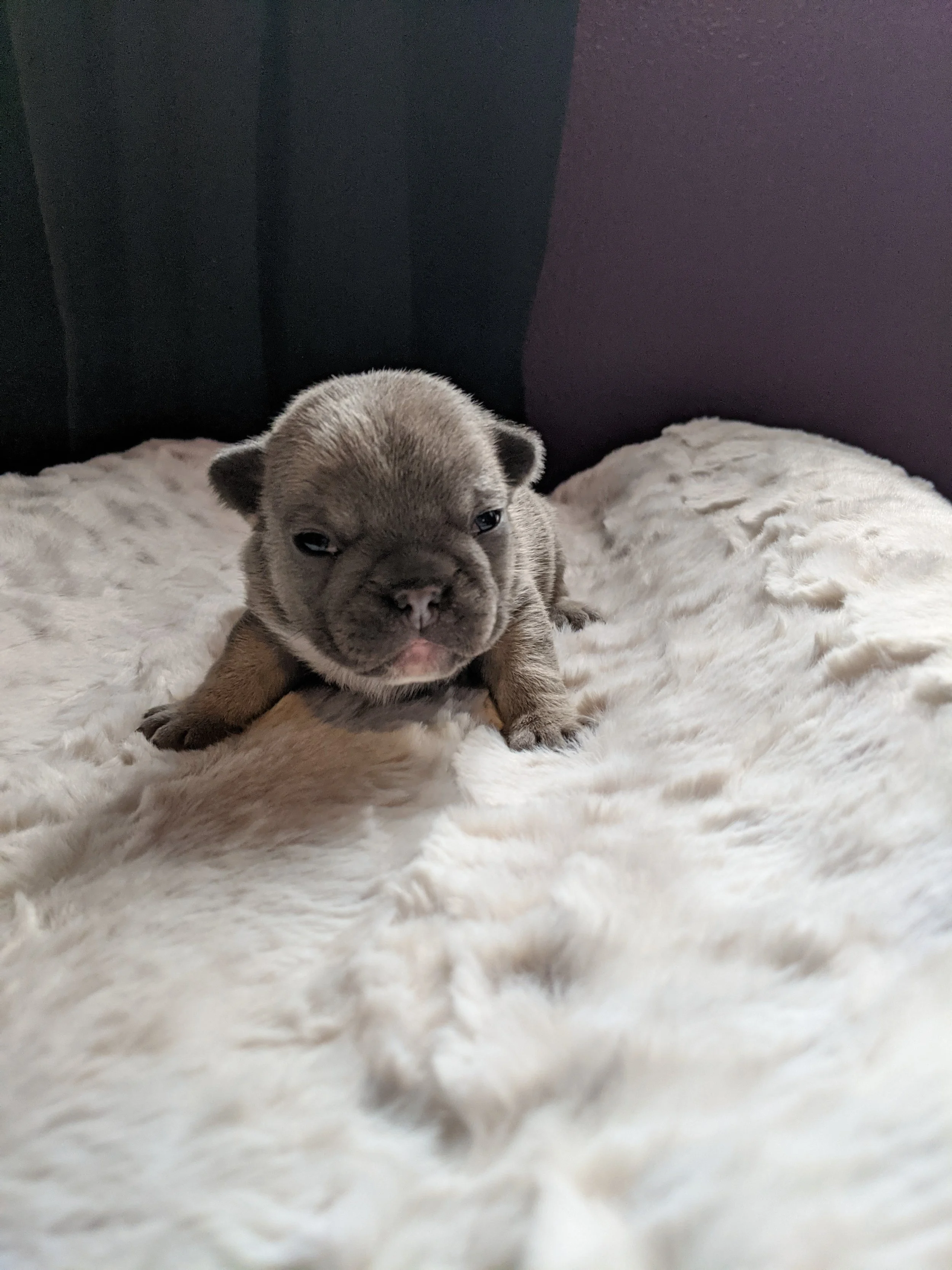 A small, gray French Bulldog puppy lying on a fluffy white blanket.