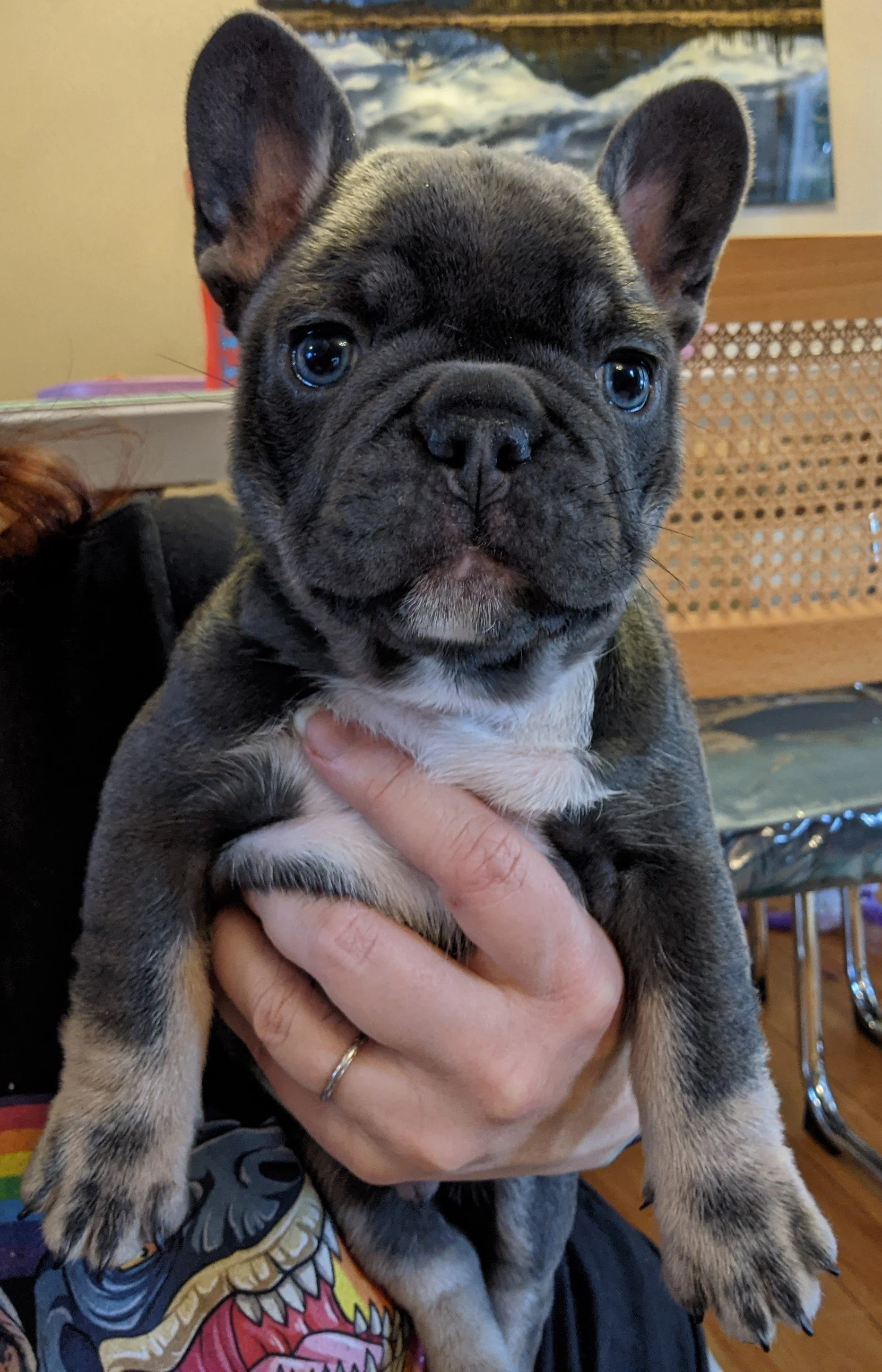 A close-up of a French Bulldog puppy being held by a person's hand, with a background of a room and a mural.