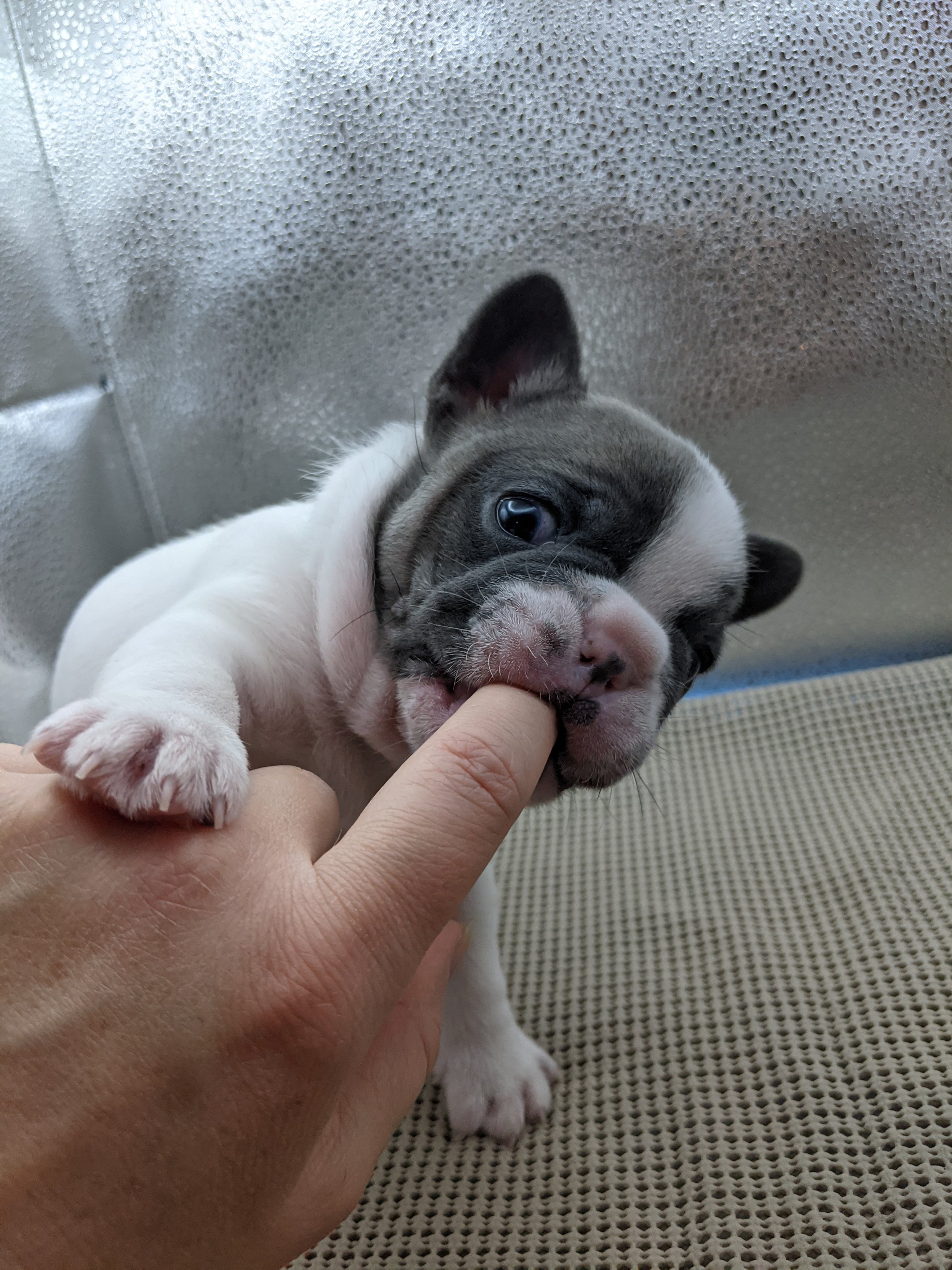 A cute puppy biting a person's finger, with a metallic textured background.