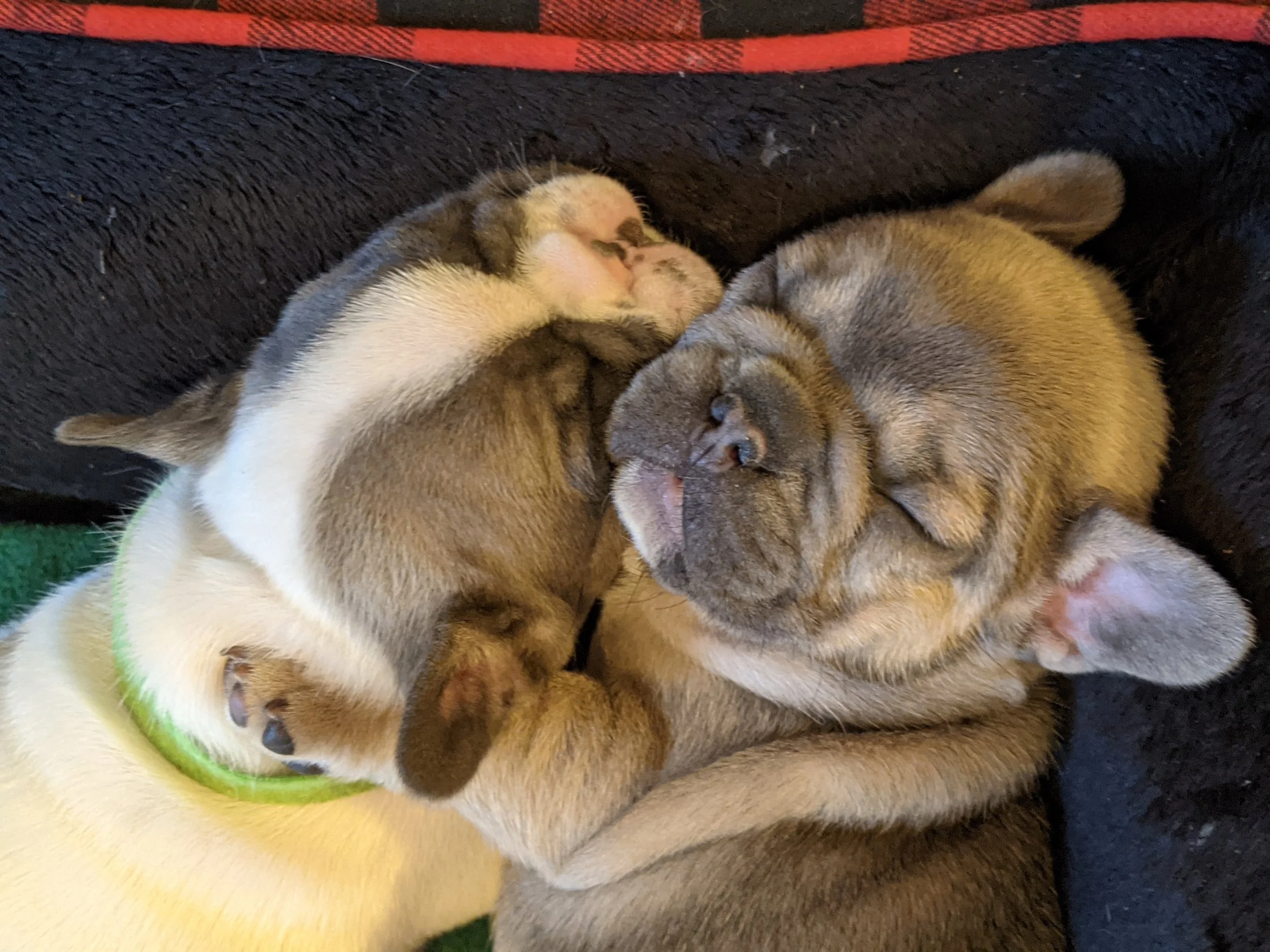 Three sleeping puppies lying together on a black blanket.