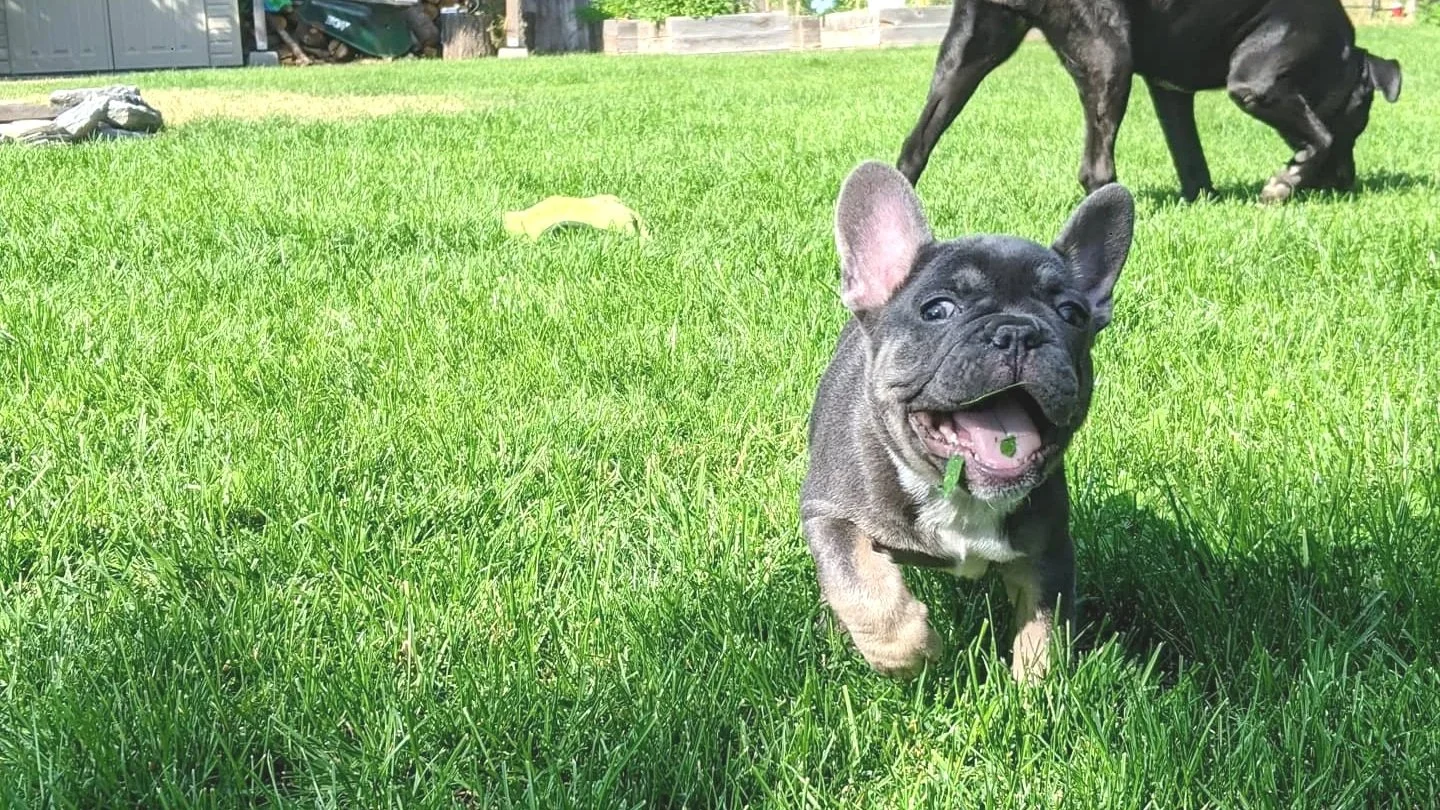 A joyful French Bulldog puppy running on a green lawn with a tennis ball in its mouth, and two other dogs in the background. Bright sunlight illuminates the scene.