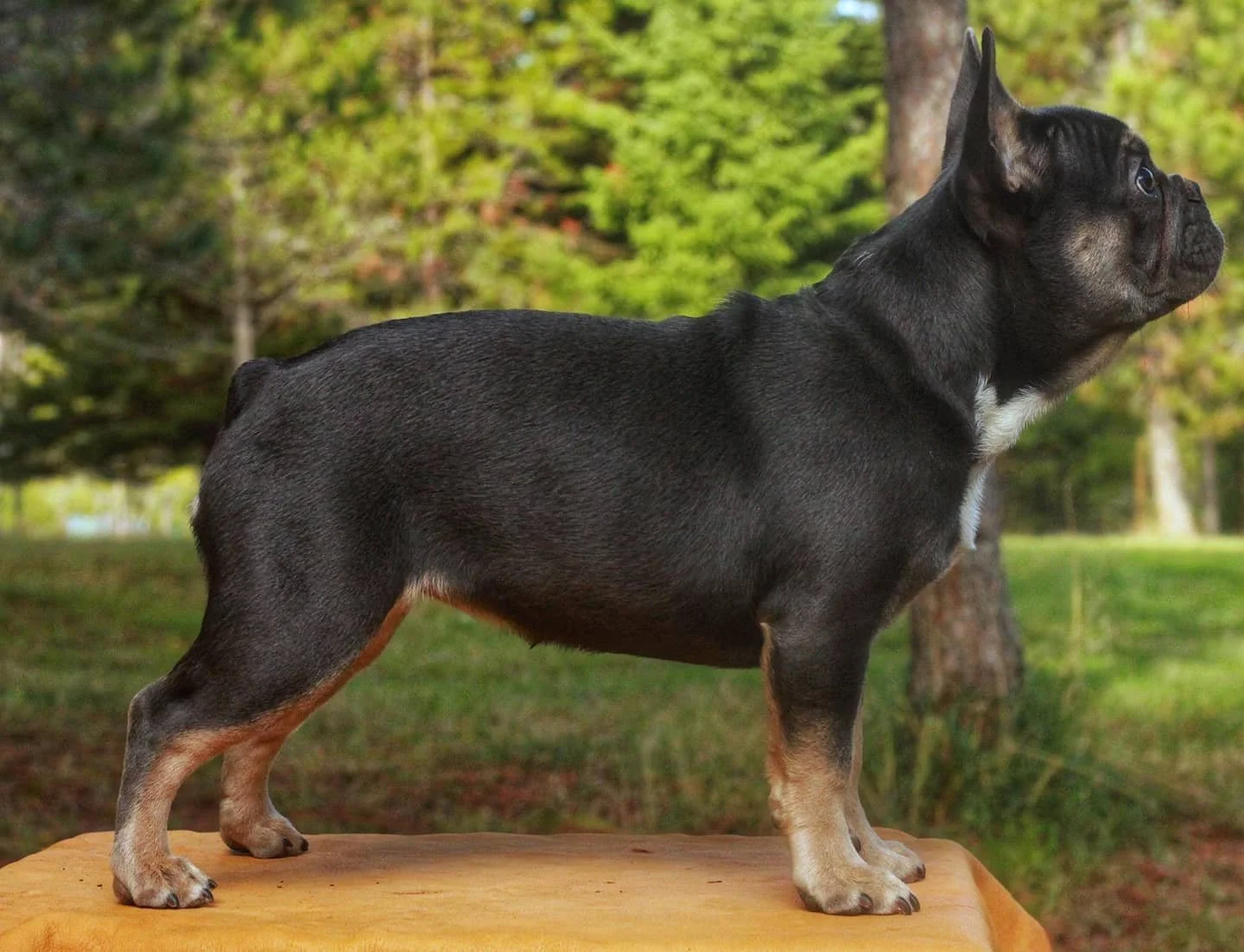 Side view of a blue and tan French Bulldog standing on a wooden surface outdoors with green trees in the background.