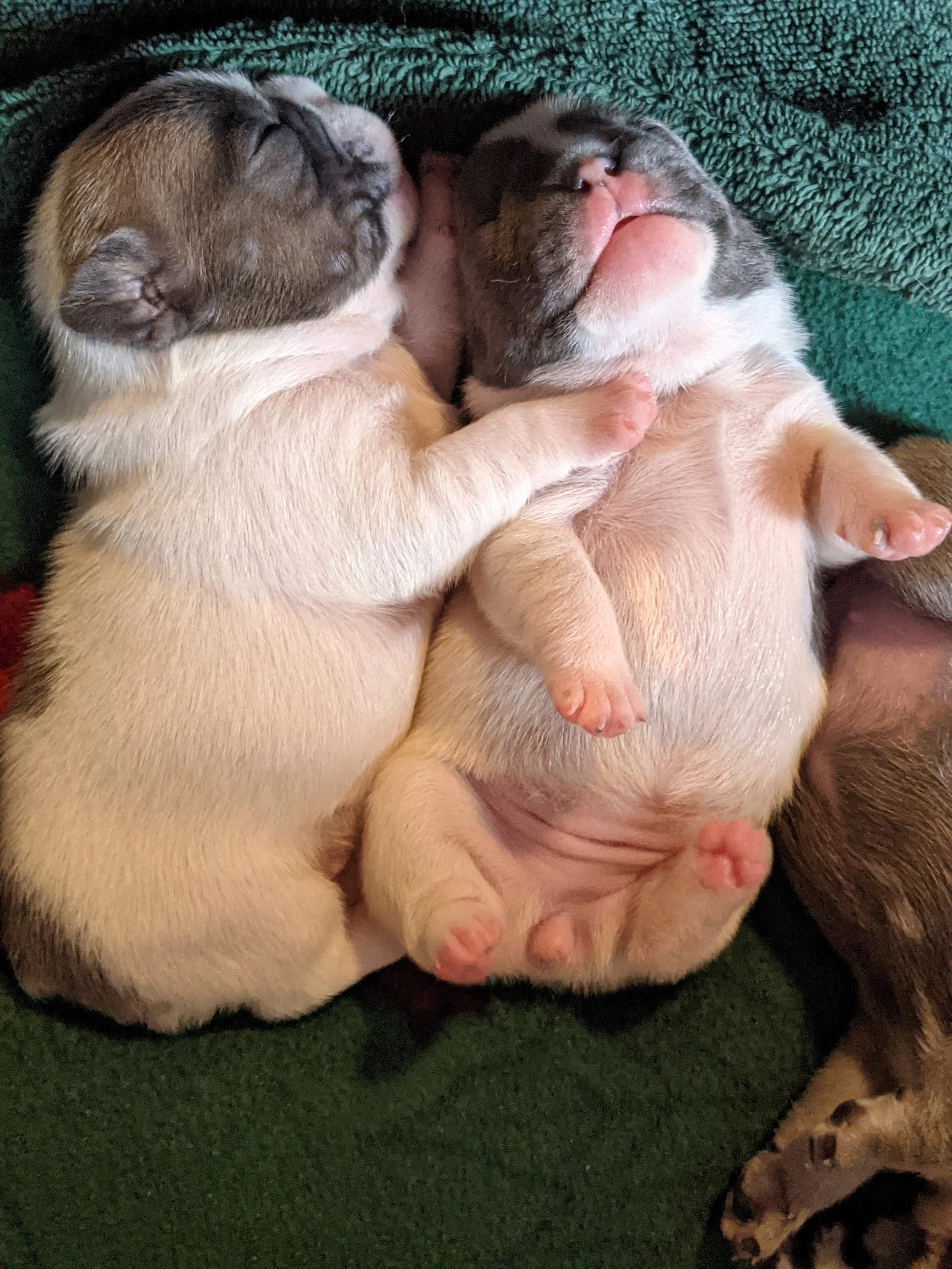 Two newborn puppies cuddling together on a green blanket.