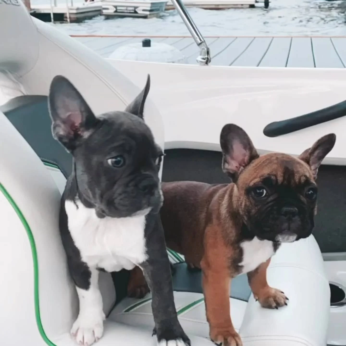 Two French Bulldog puppies sitting on a boat seat with a boat and water in the background.