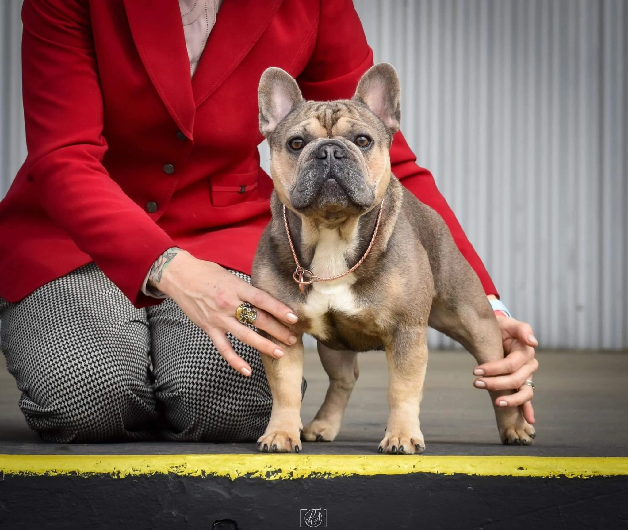 A person crouching next to a French Bulldog on a raised platform, with a gray corrugated metal wall in the background.
