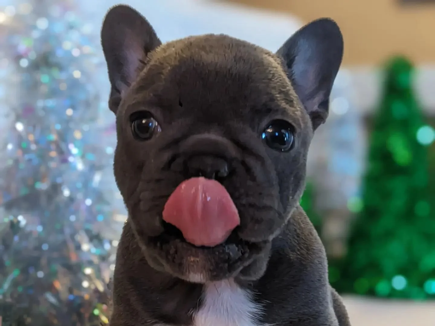 Close-up of a French Bulldog puppy with its tongue out, dark coat, and large ears, with a colorful shiny background and blurred green object to the right.
