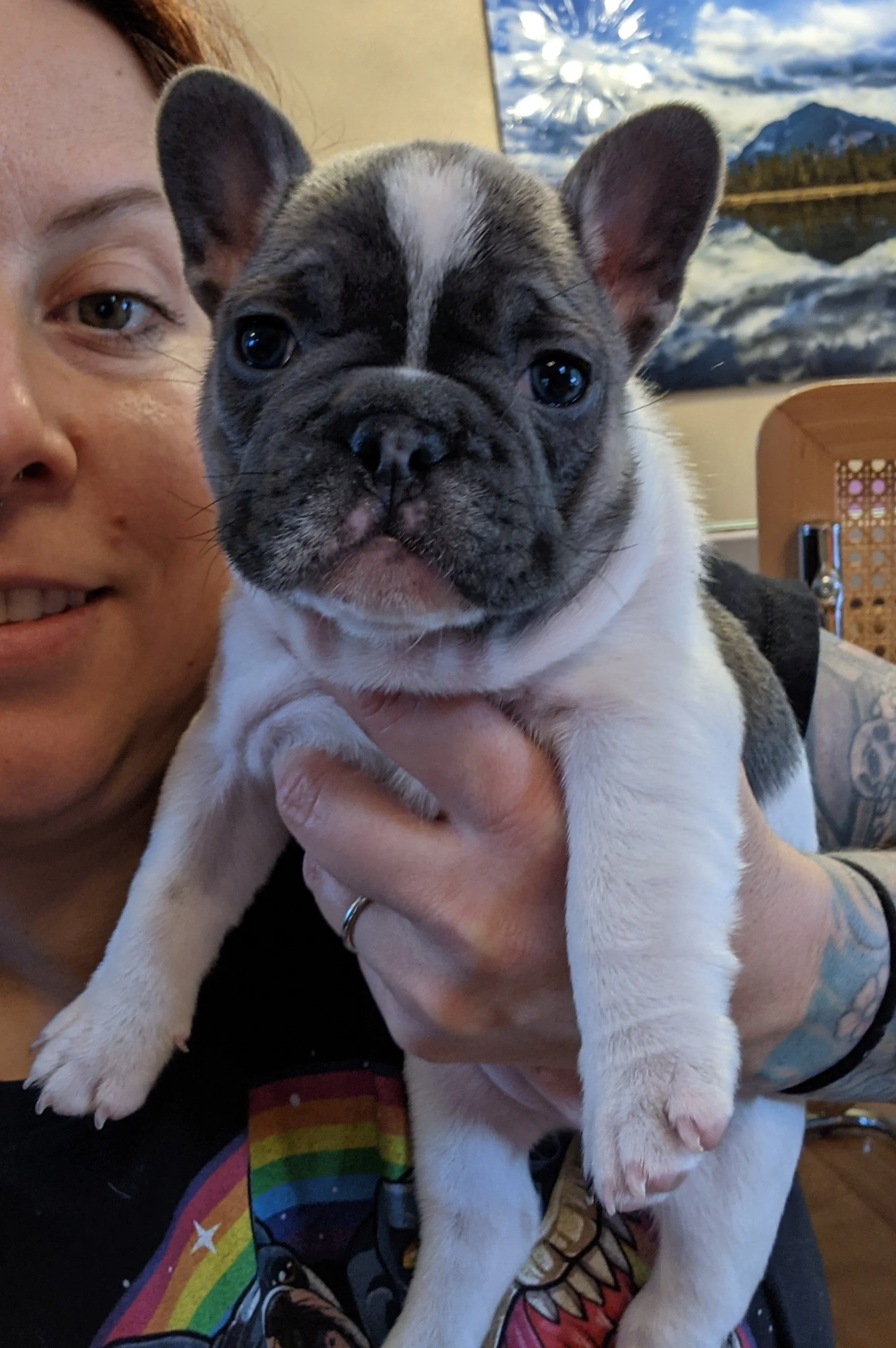 Close-up of a woman holding a French Bulldog puppy inside a room, with a mountain landscape painting in the background.