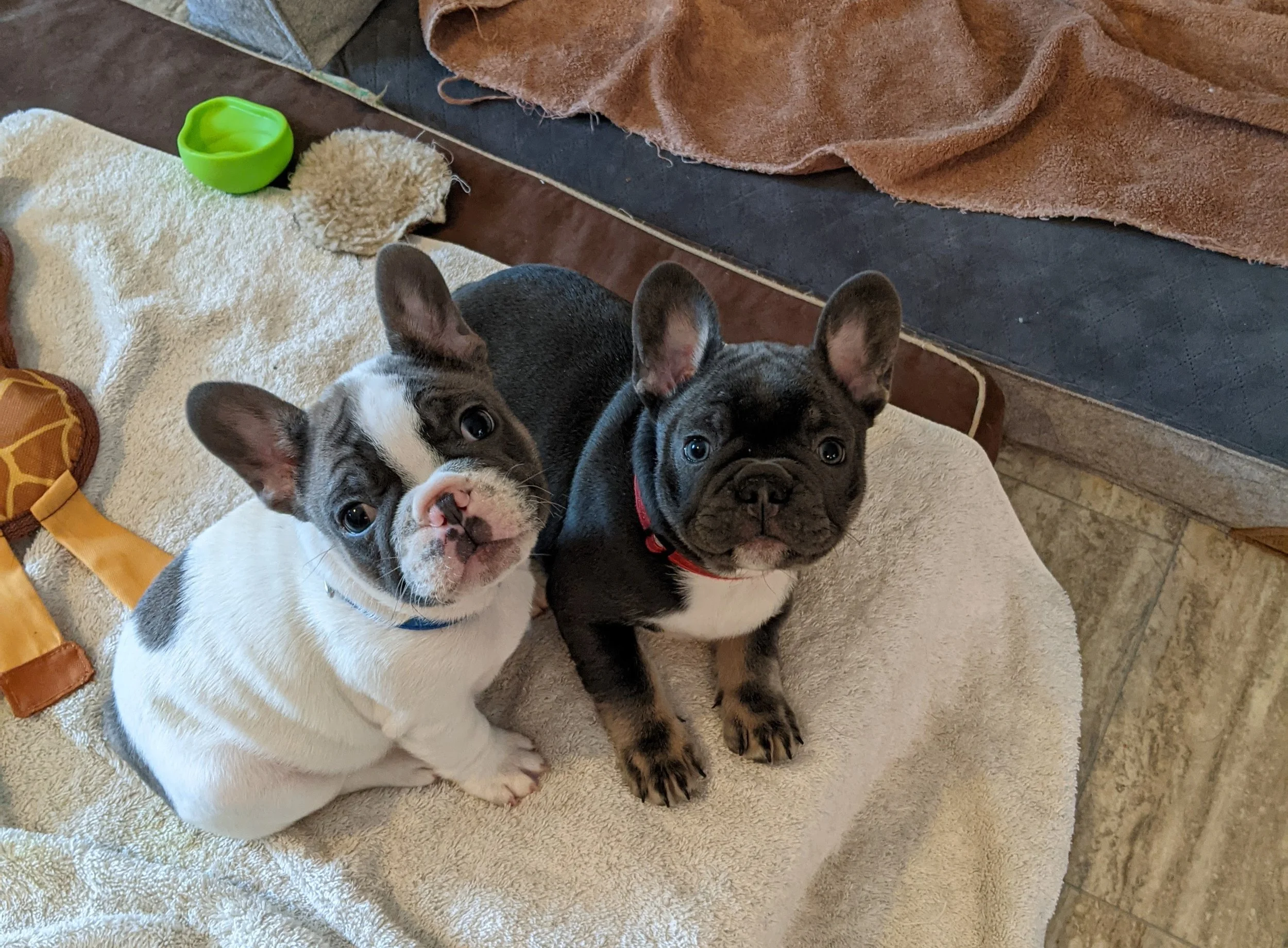 Two French Bulldog puppies sitting on a beige towel, one with a black and white coat and blue eyes, and the other with a black coat and brown eyes, indoors on a tiled floor.