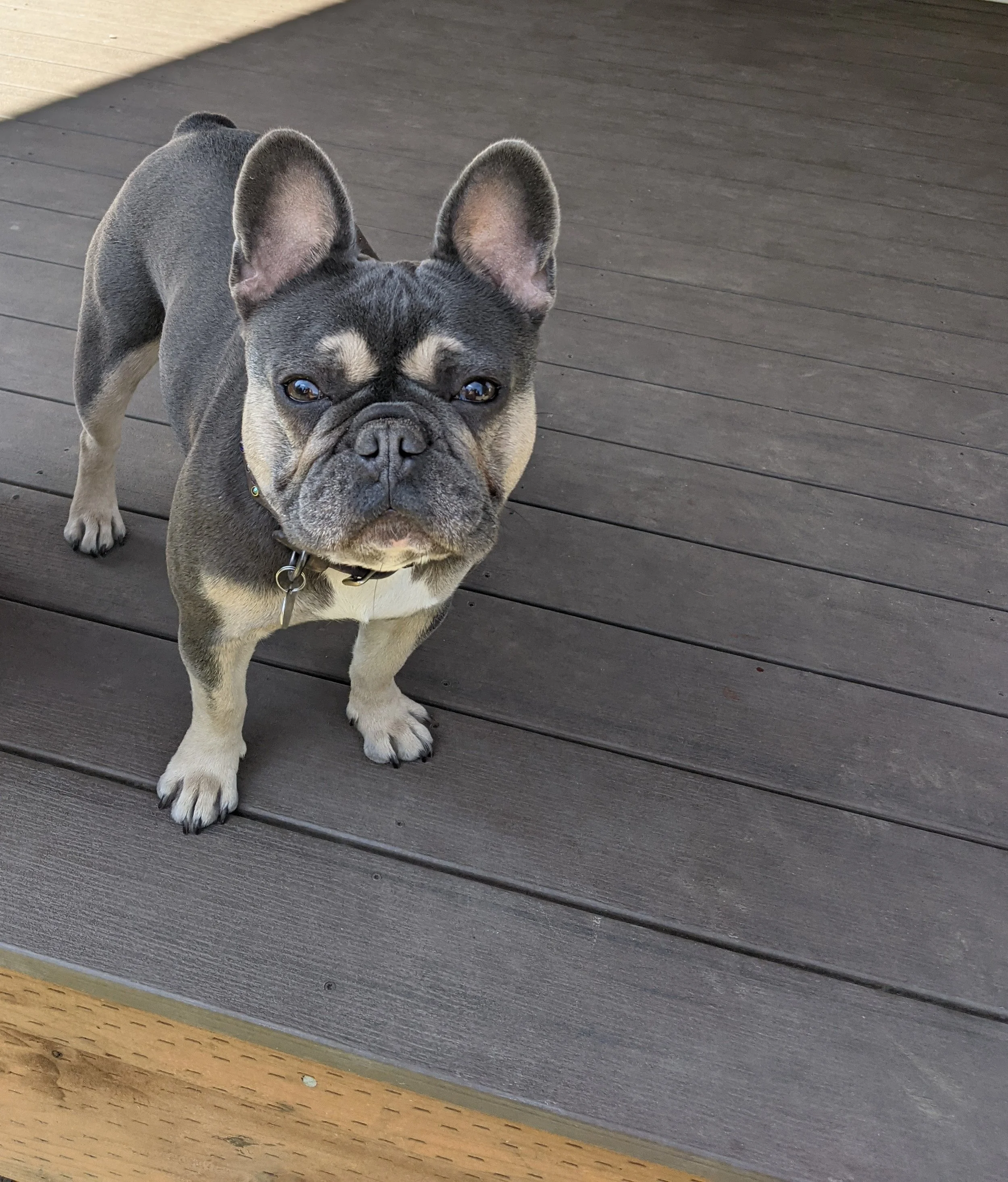 A French Bulldog standing on a wooden deck, looking at the camera.