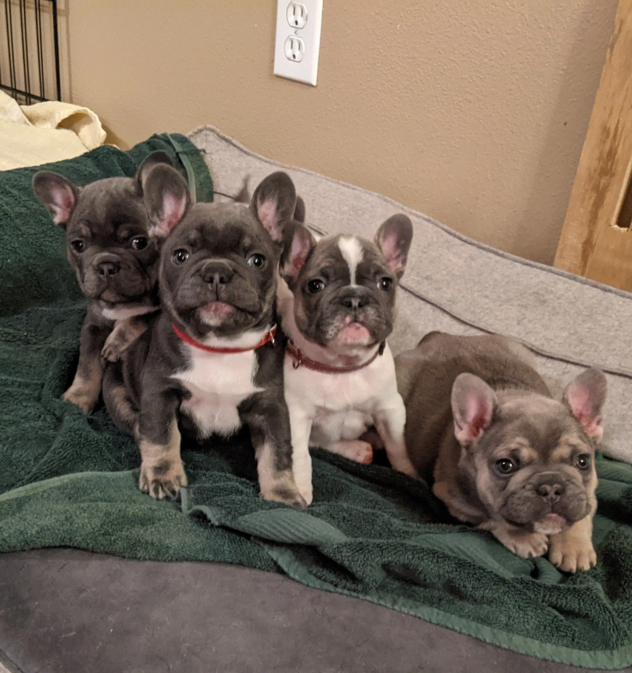 Five French Bulldog puppies sitting on a green blanket on a dog bed, with a beige wall in the background.