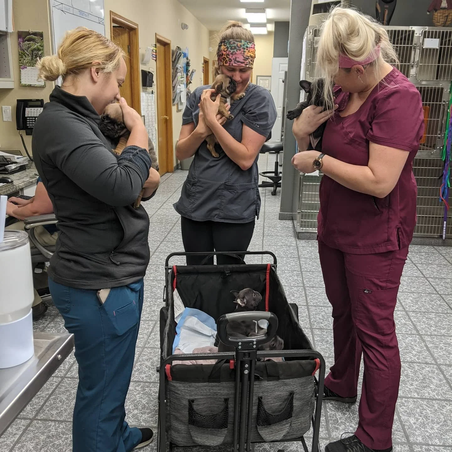 Three veterinary staff members, two women wearing scrubs and one woman in a black jacket, are each holding a small puppy. In front of them, is a pet stroller. The setting appears to be a veterinary clinic, with cages and medical equipment in the back