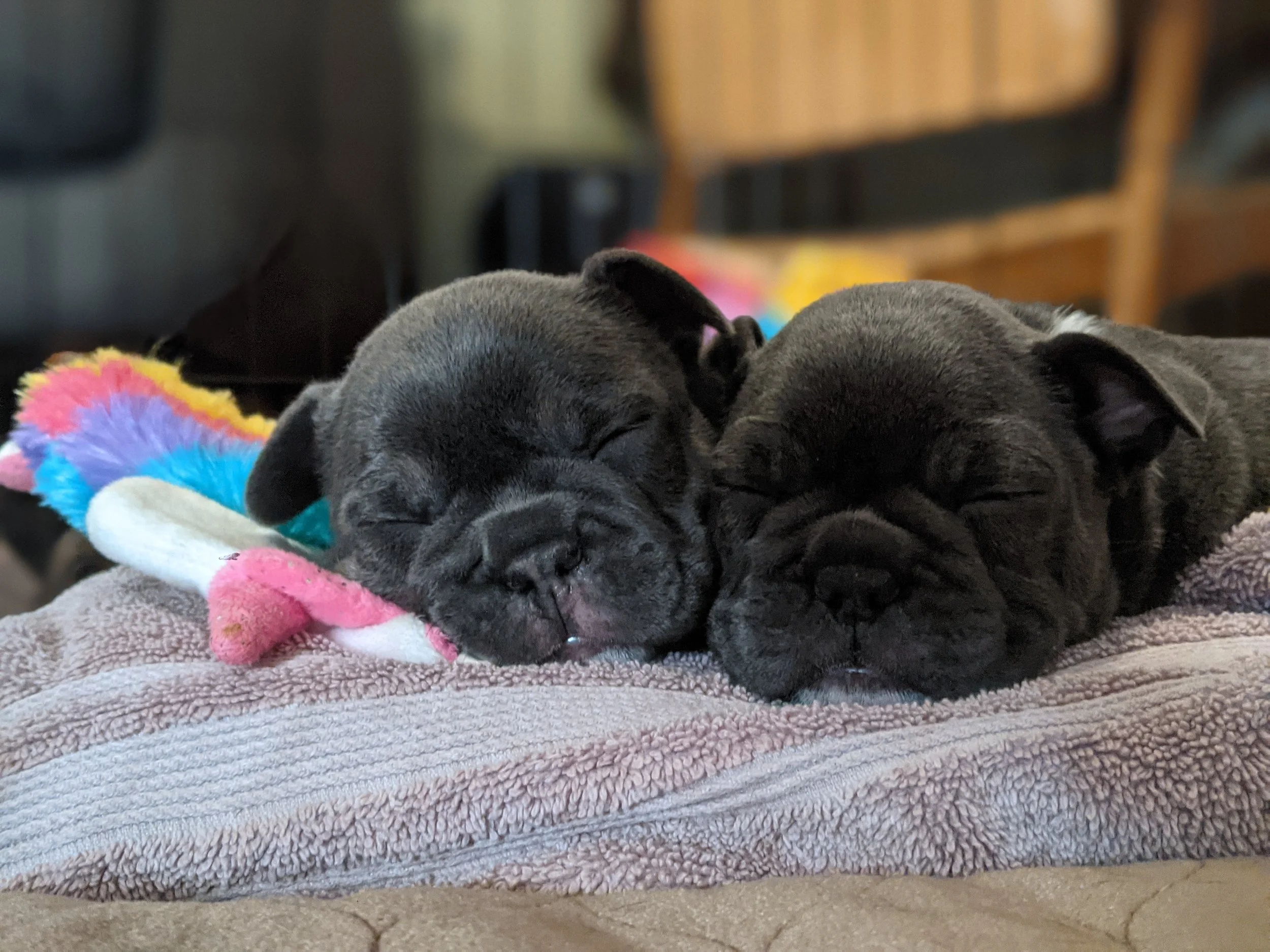 Two black puppies sleeping peacefully on a soft blanket, with one puppy resting its head on a colorful, fuzzy feather toy.