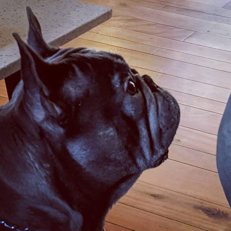 Close-up of a brindle French Bulldog sitting on wooden floor, looking to the side.
