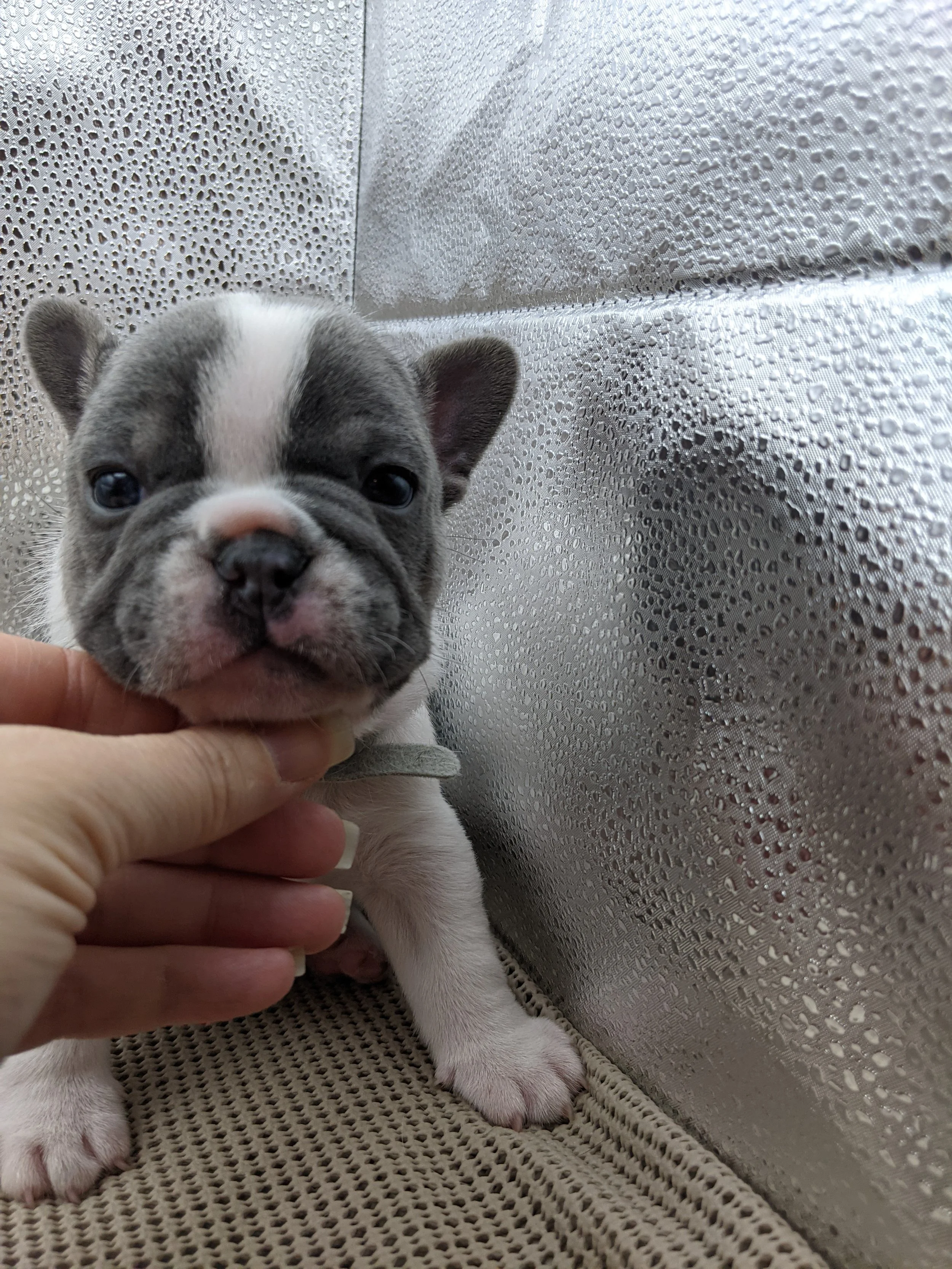 Close-up of a cute French Bulldog puppy being gently held by a hand, with a textured metallic background.