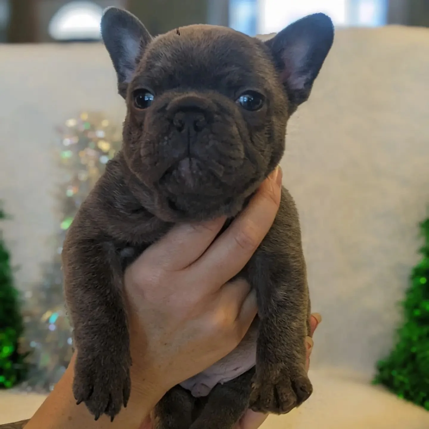 A person holds a small brindle French Bulldog puppy with its face forward, large ears, and dark eyes, against a blurred background with holiday decorations.
