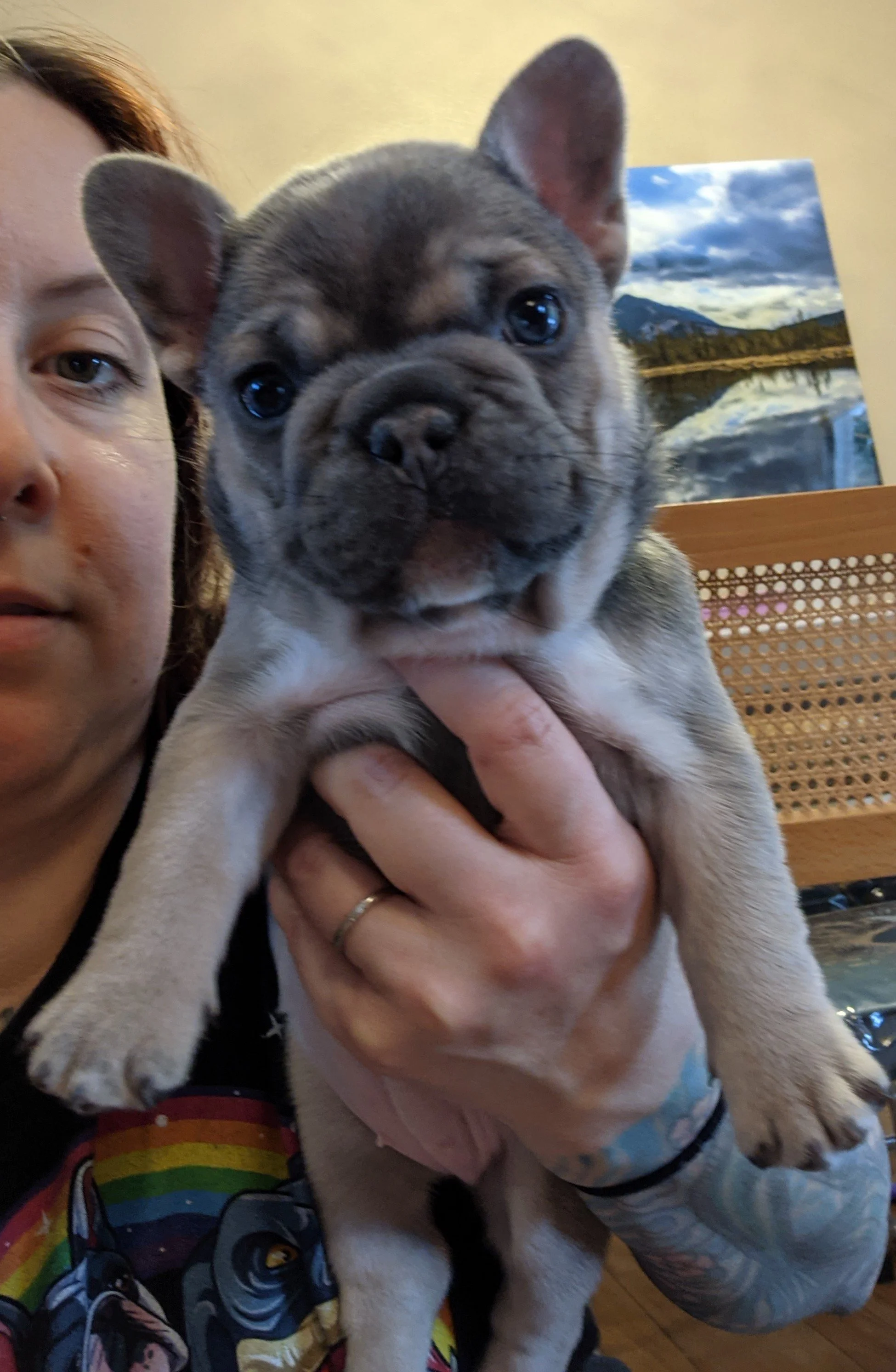 A woman holding a cute French Bulldog puppy indoors, with a landscape painting in the background.