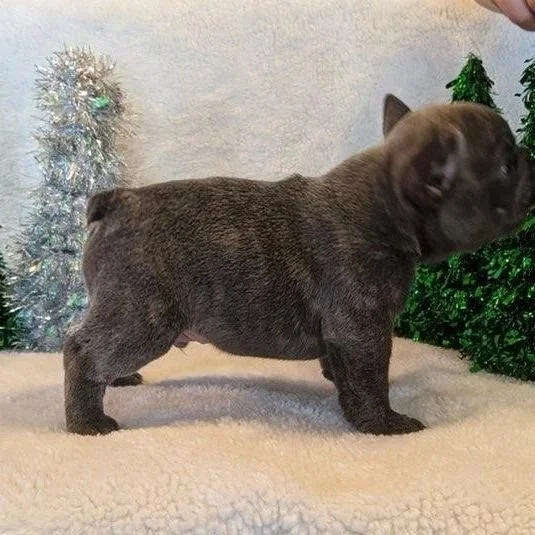 A small, dark-colored puppy standing on a beige blanket with Christmas decorations including tinsel and green shrubbery in the background.