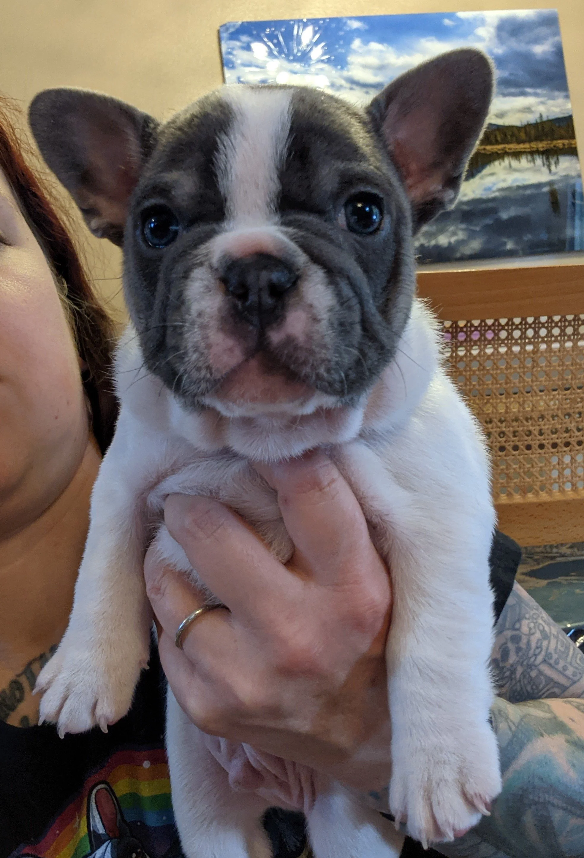 Close-up of a French Bulldog puppy being held by a person, with a landscape painting in the background.