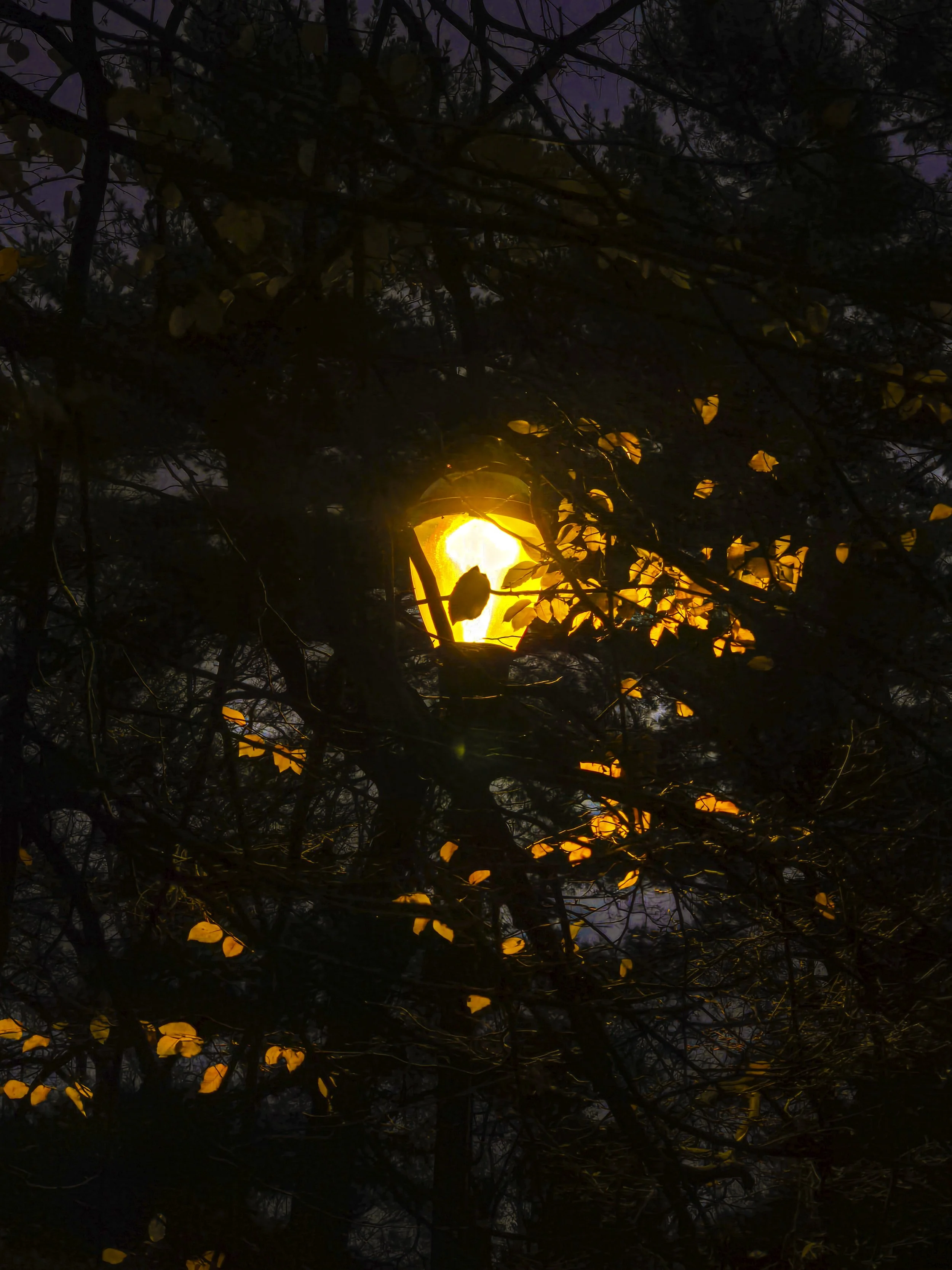 20241202_163647 copy.jpg