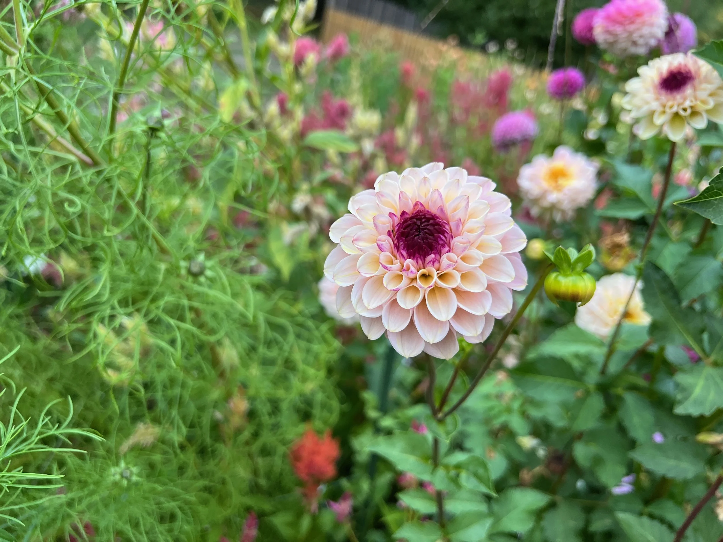 KB Blooms