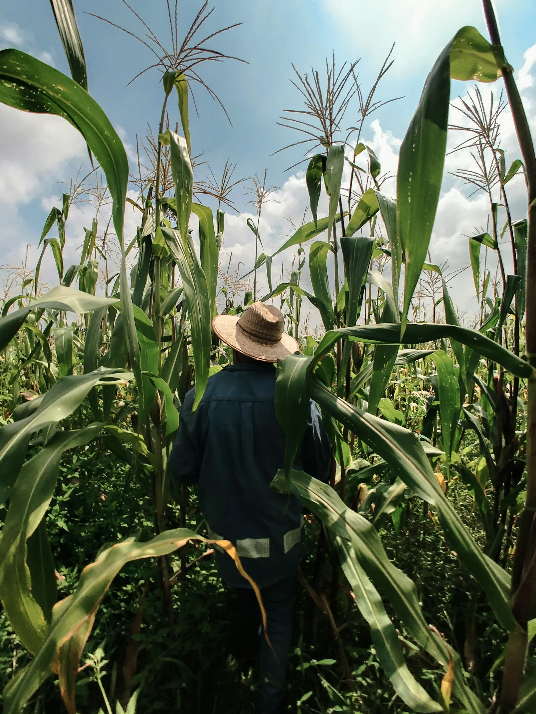 A person wearing a wide-brimmed hat and dark clothing walking through a tall cornfield under a partly cloudy sky.