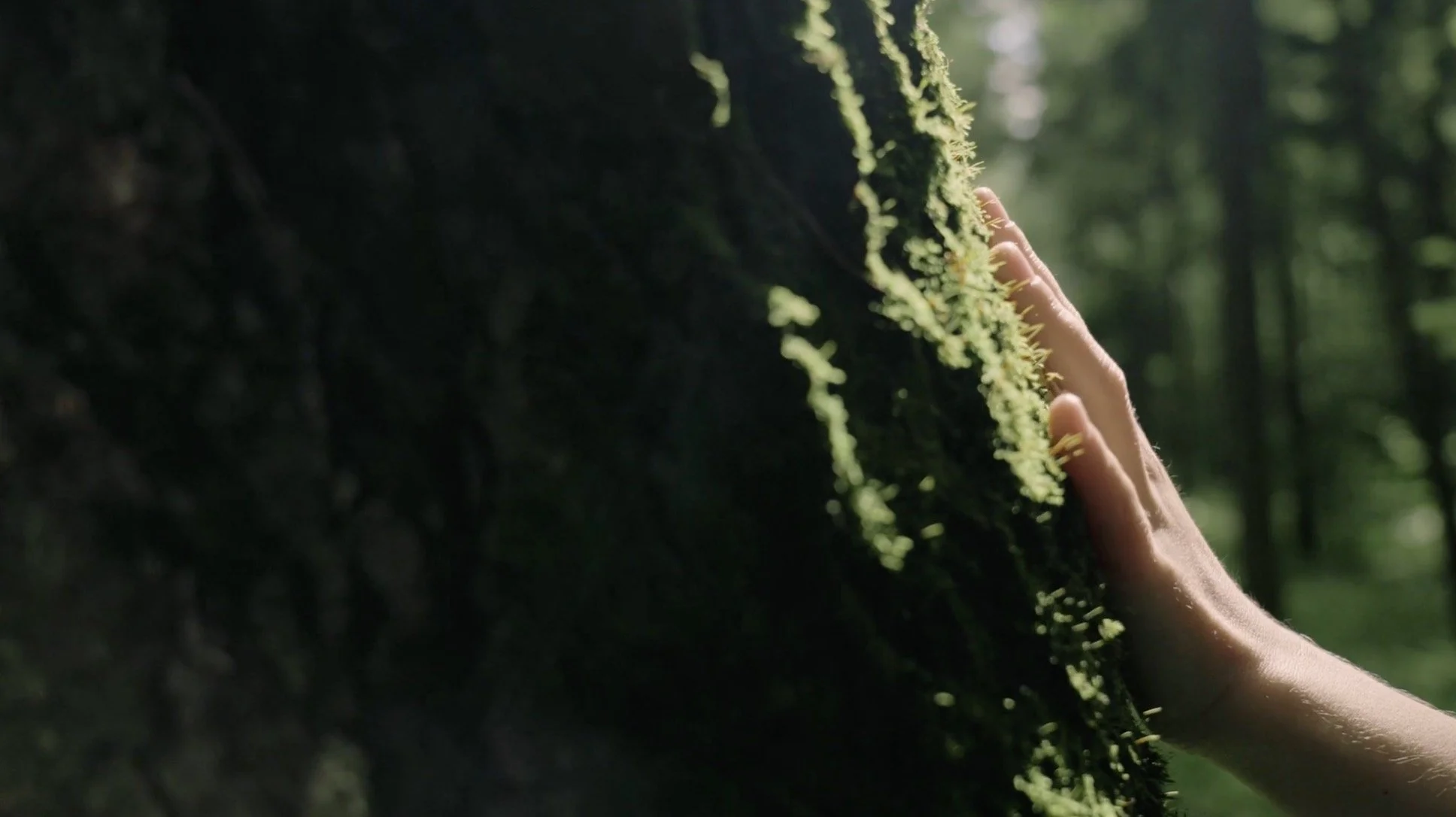 Two hands with gloves planting a small seedling in dark soil, with a black watering pipe nearby.