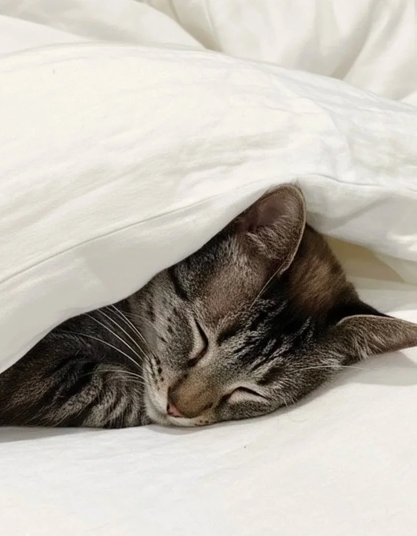 Pawla Care Co. In-Home Cat Care Dallas