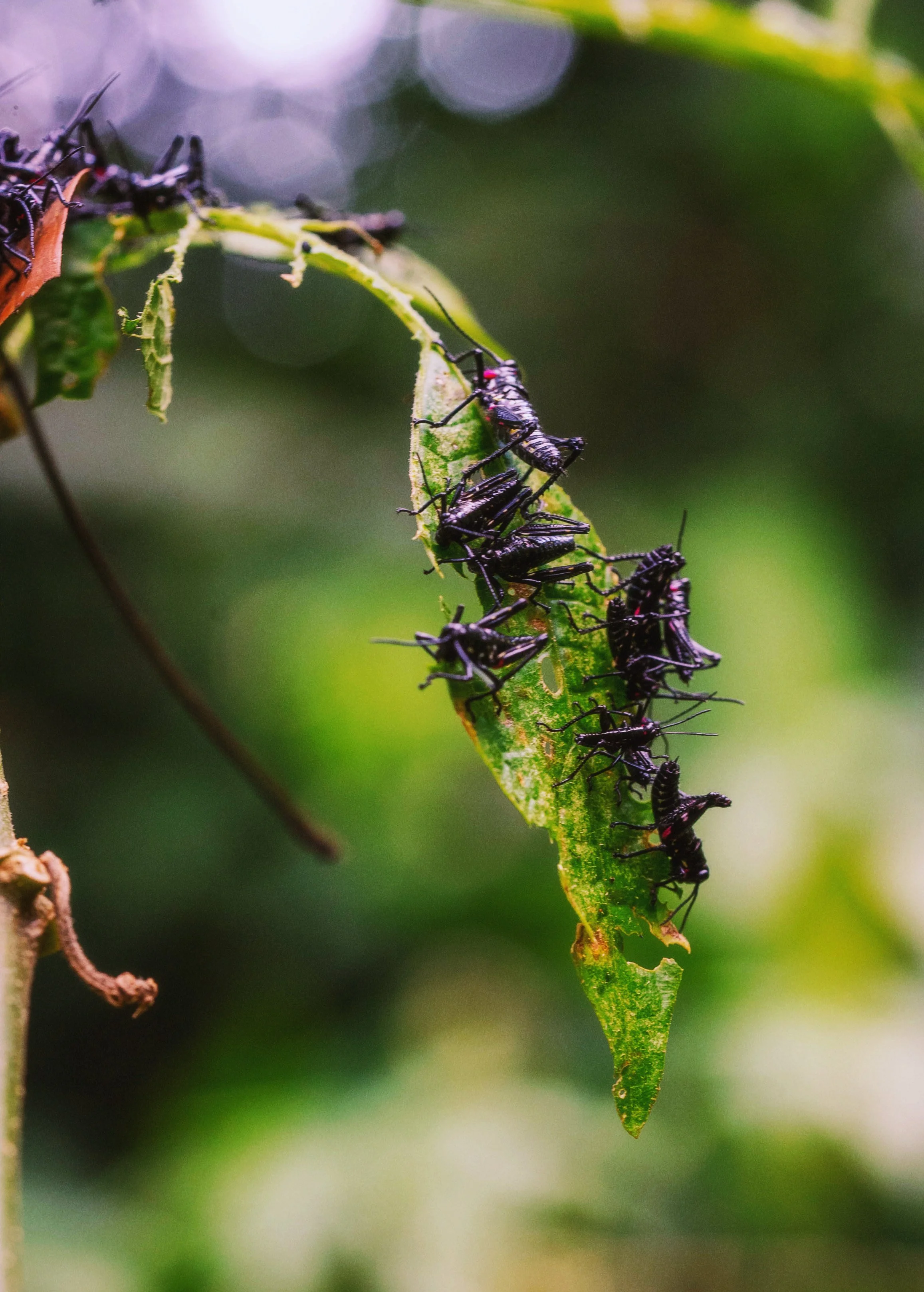 AfterlightImage 5 3.JPG