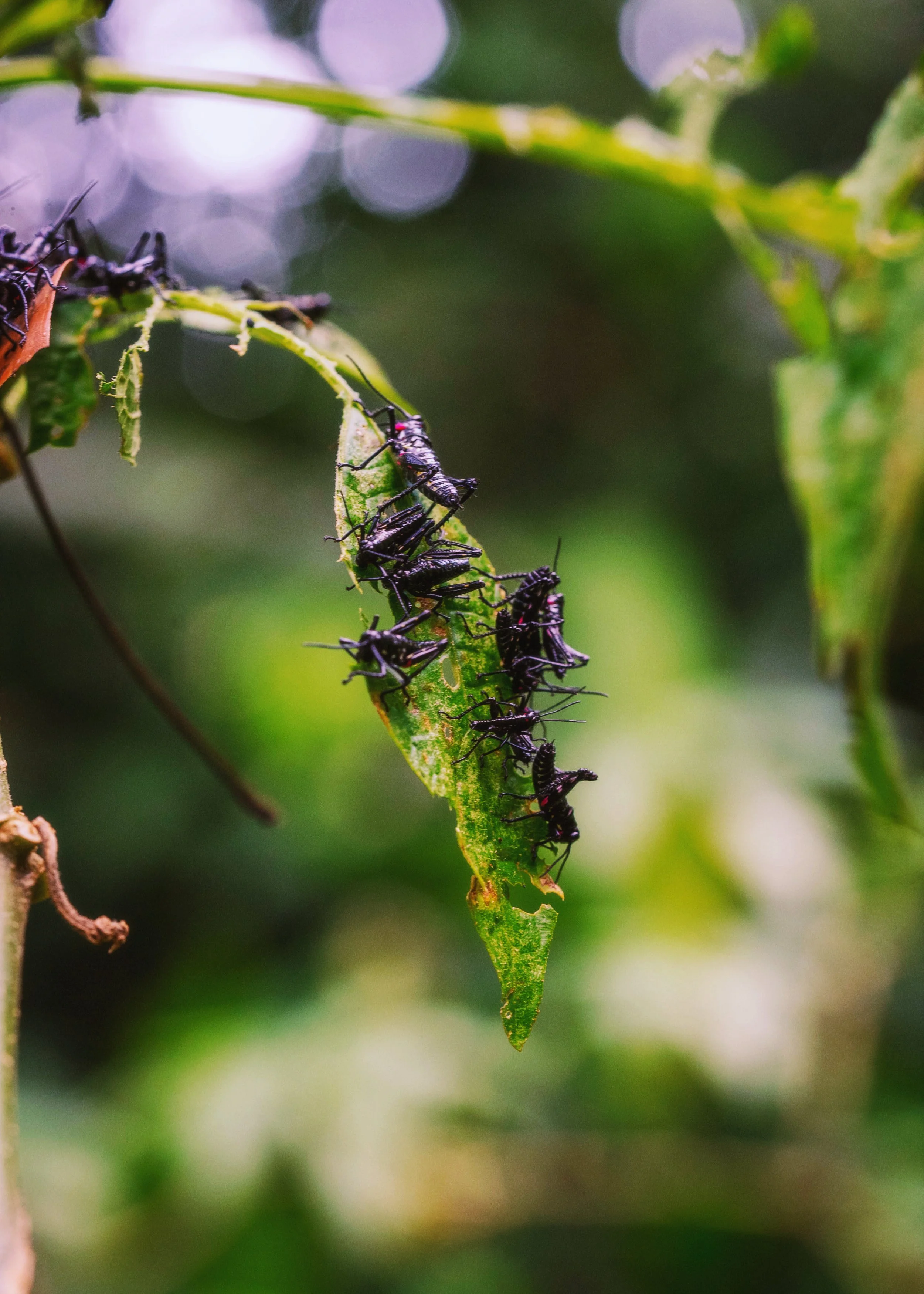 AfterlightImage 6 2.JPG