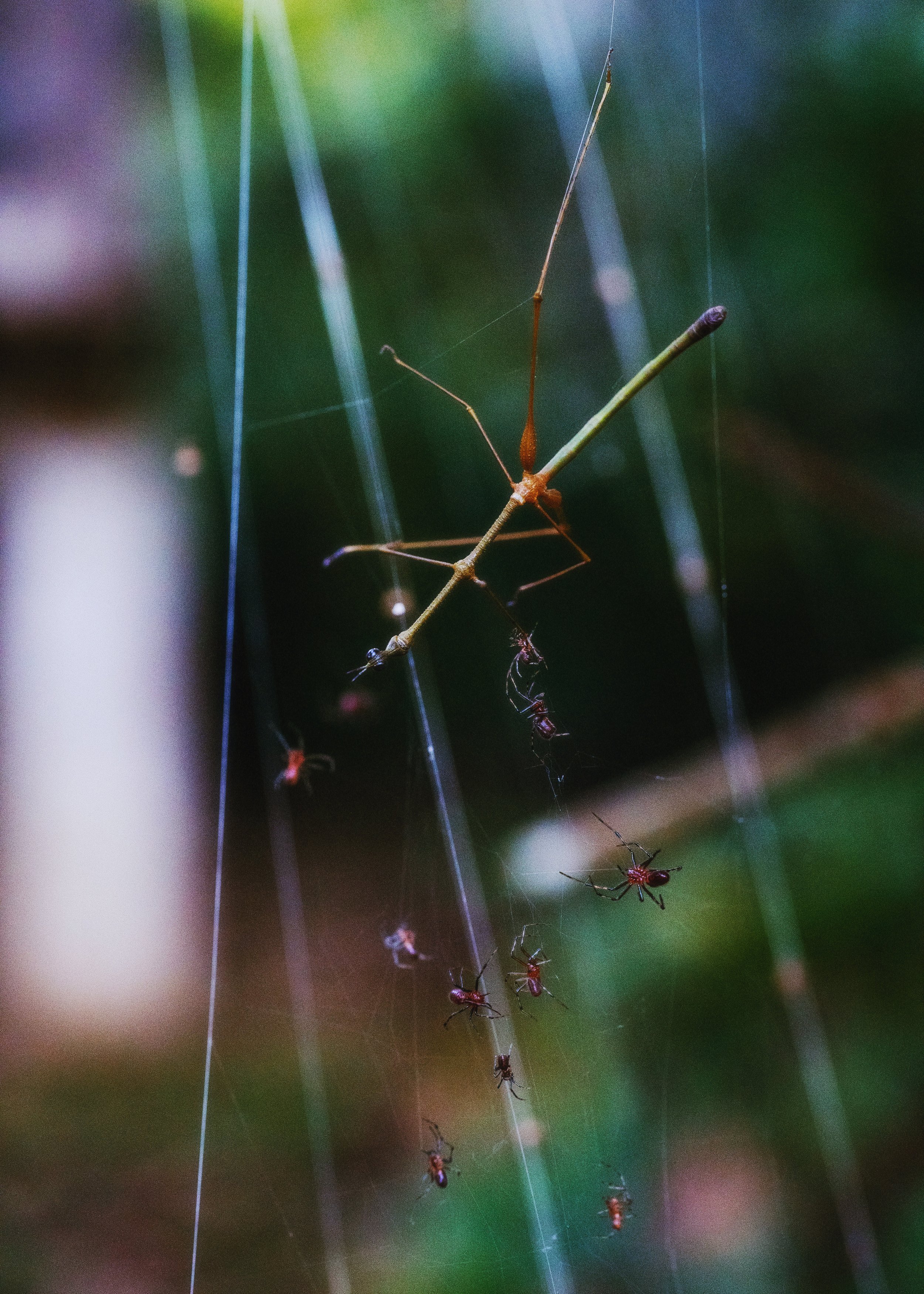 AfterlightImage 13.JPG