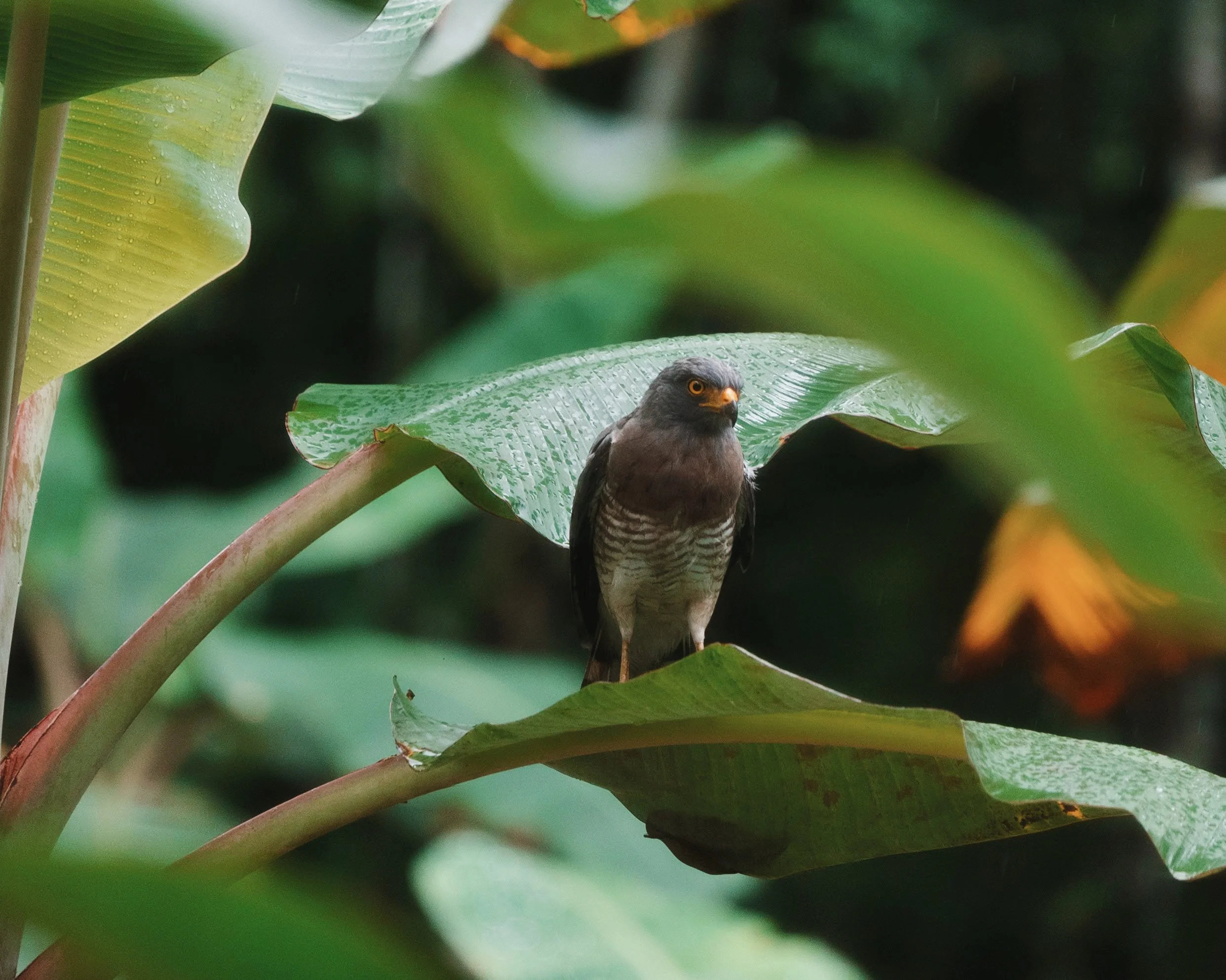 AfterlightImage 2 5.JPG