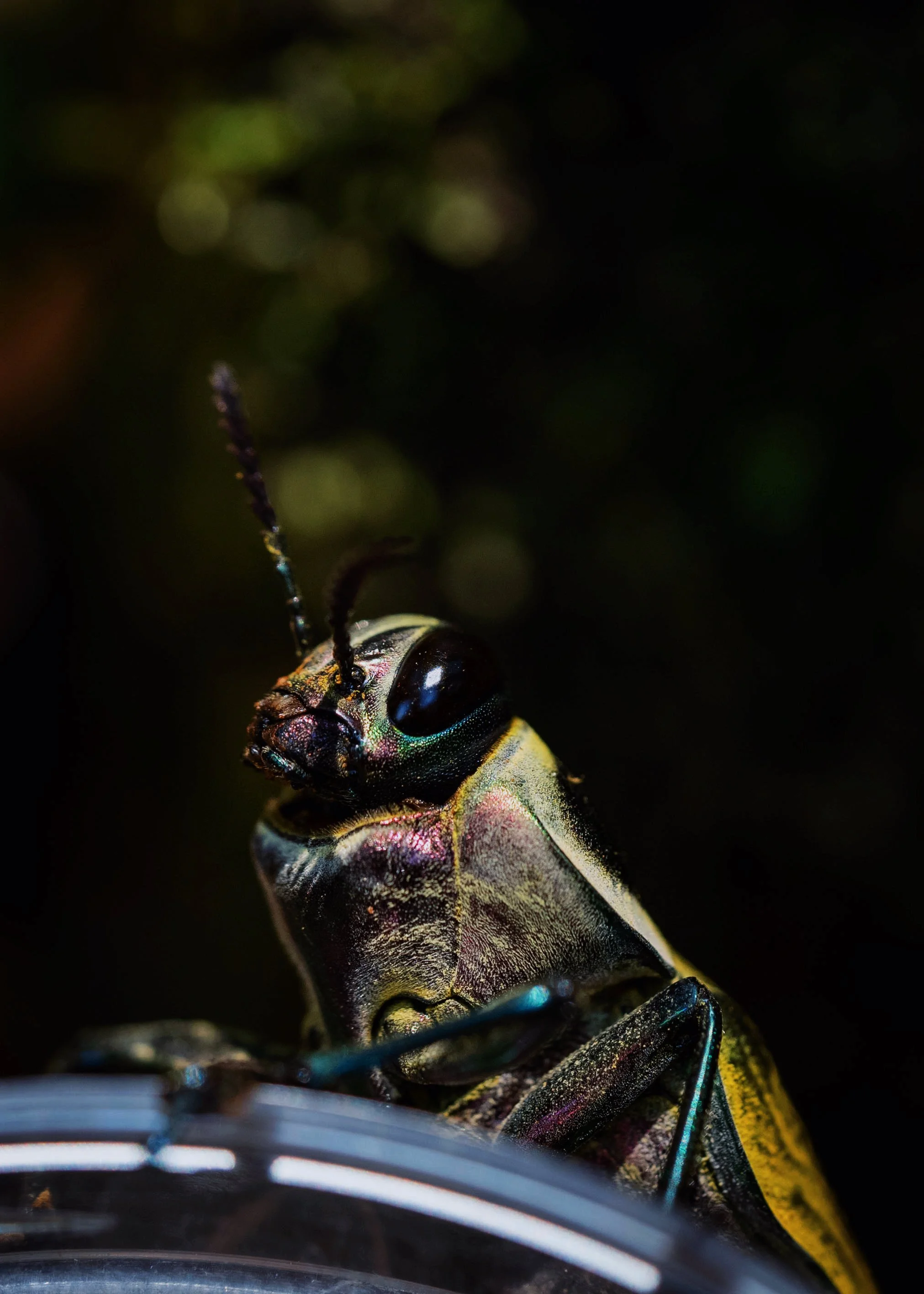 AfterlightImage 3.JPG