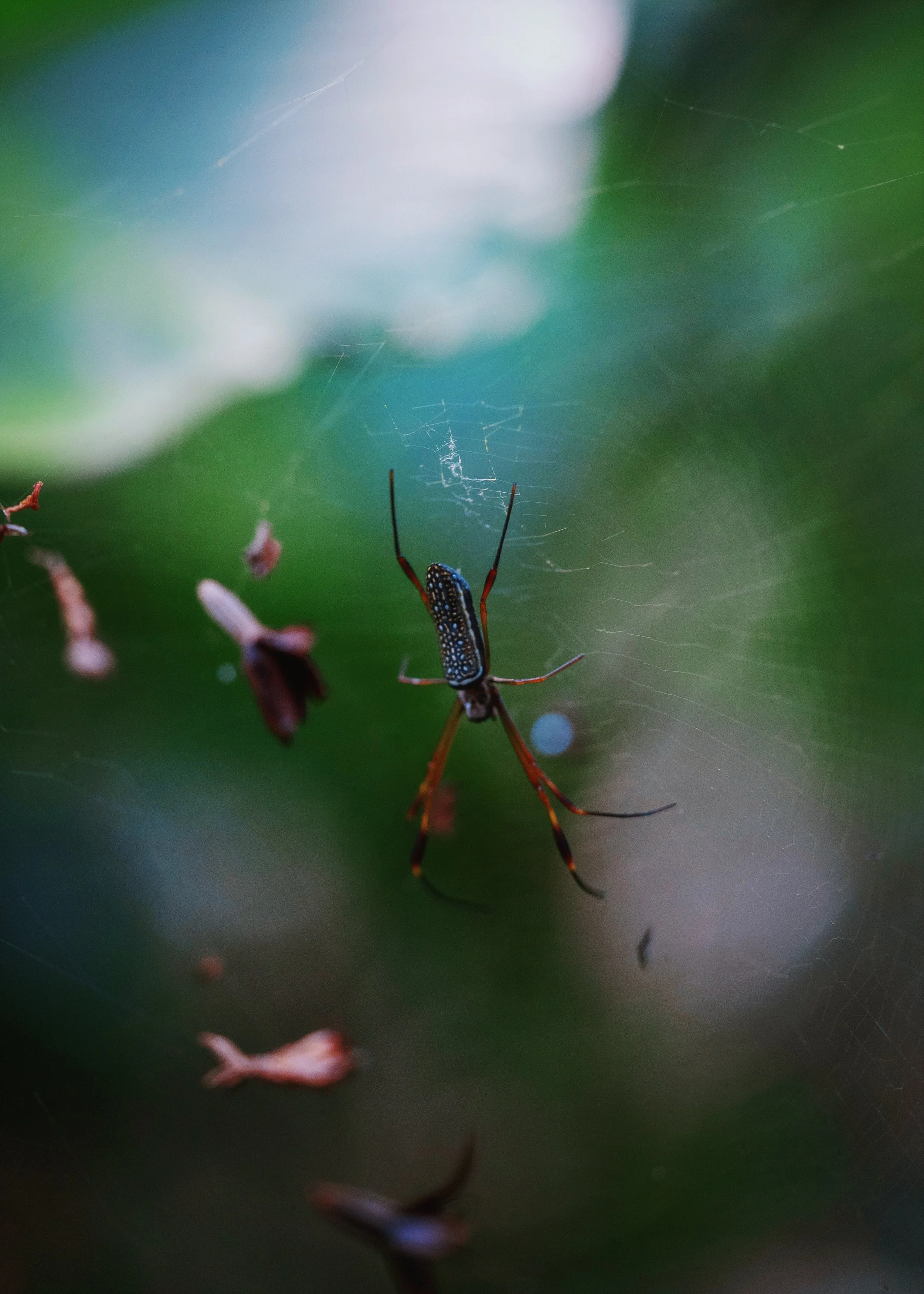 AfterlightImage 14 copy.JPG