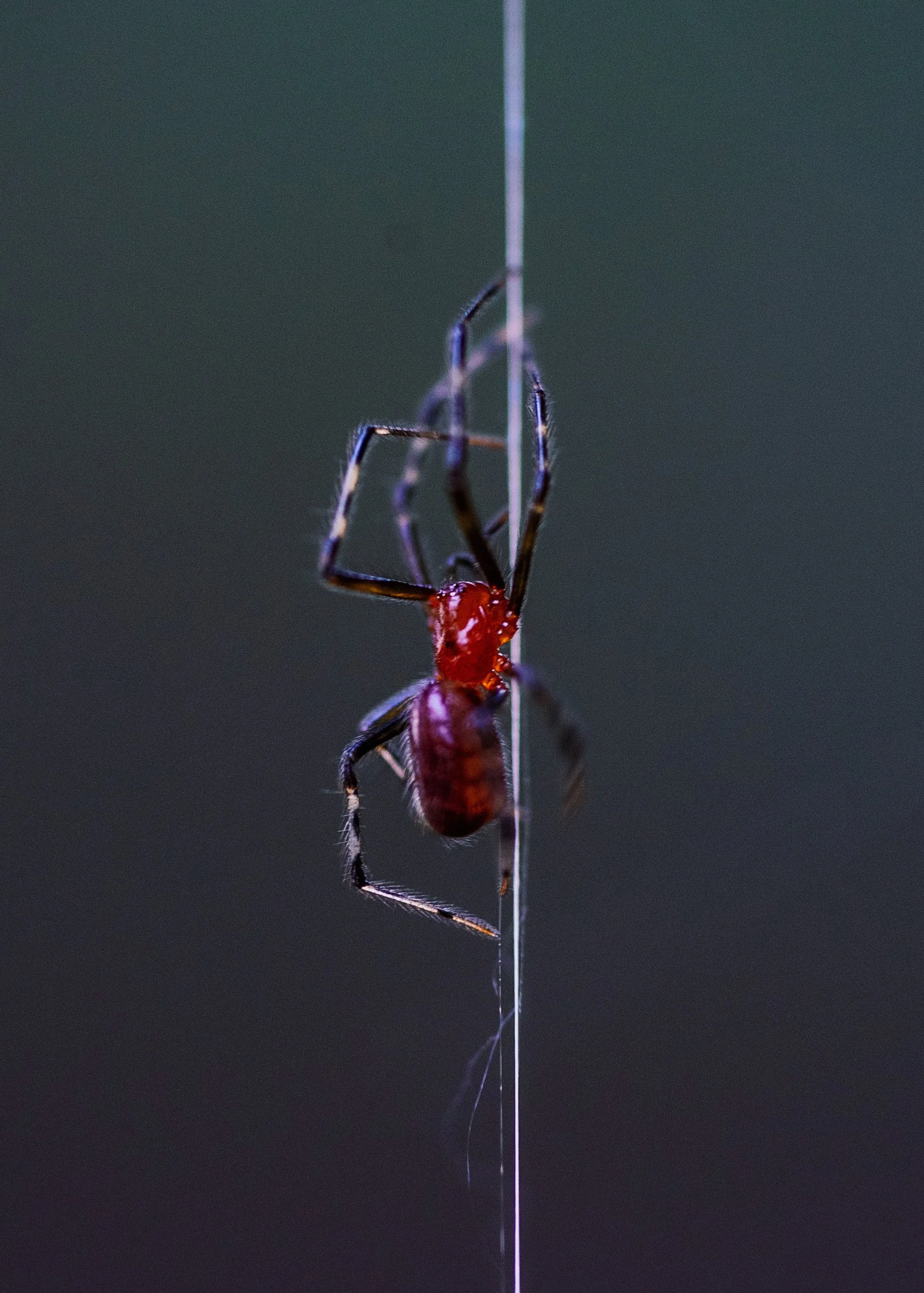 AfterlightImage 12.JPG