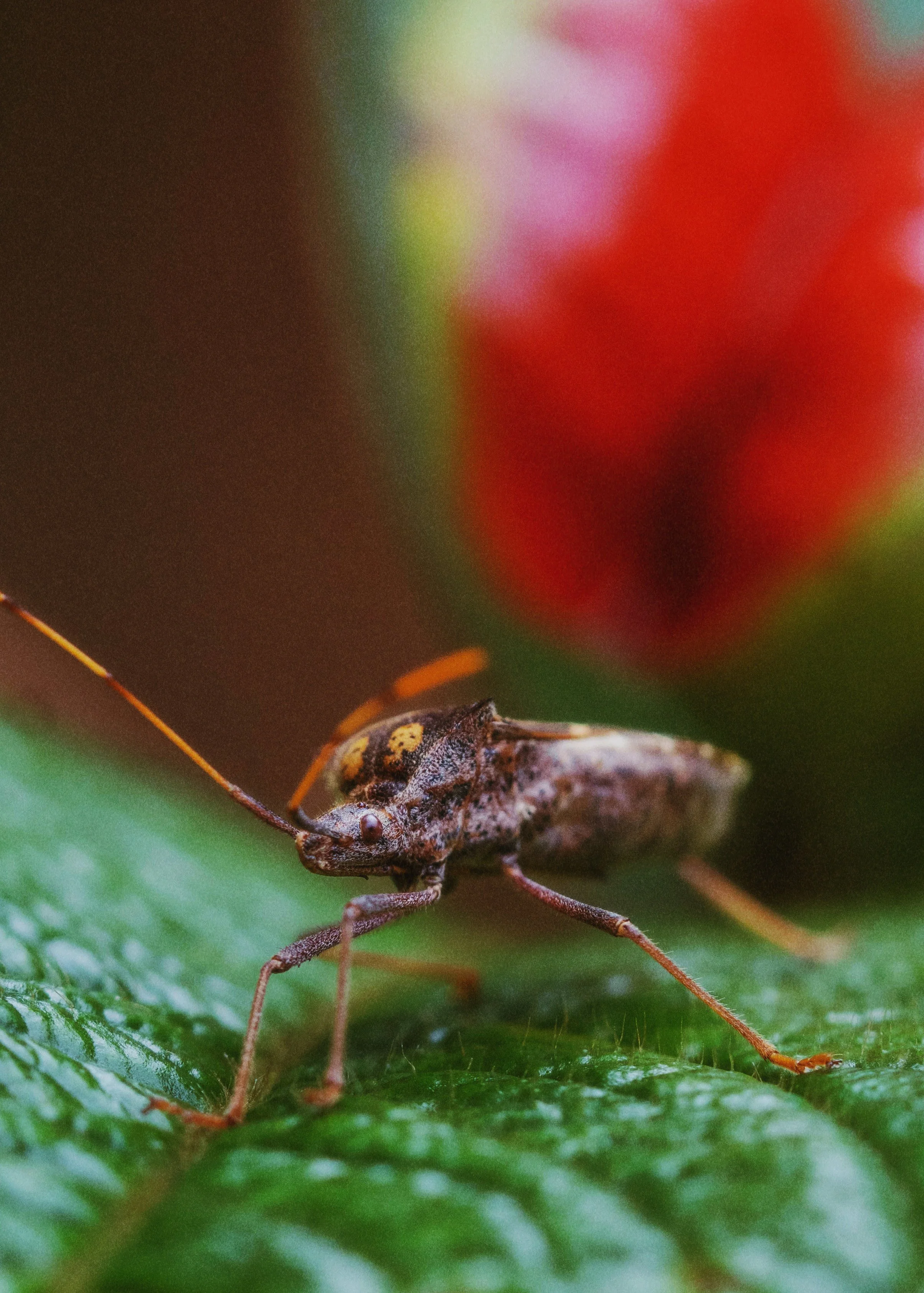 AfterlightImage 20.JPG