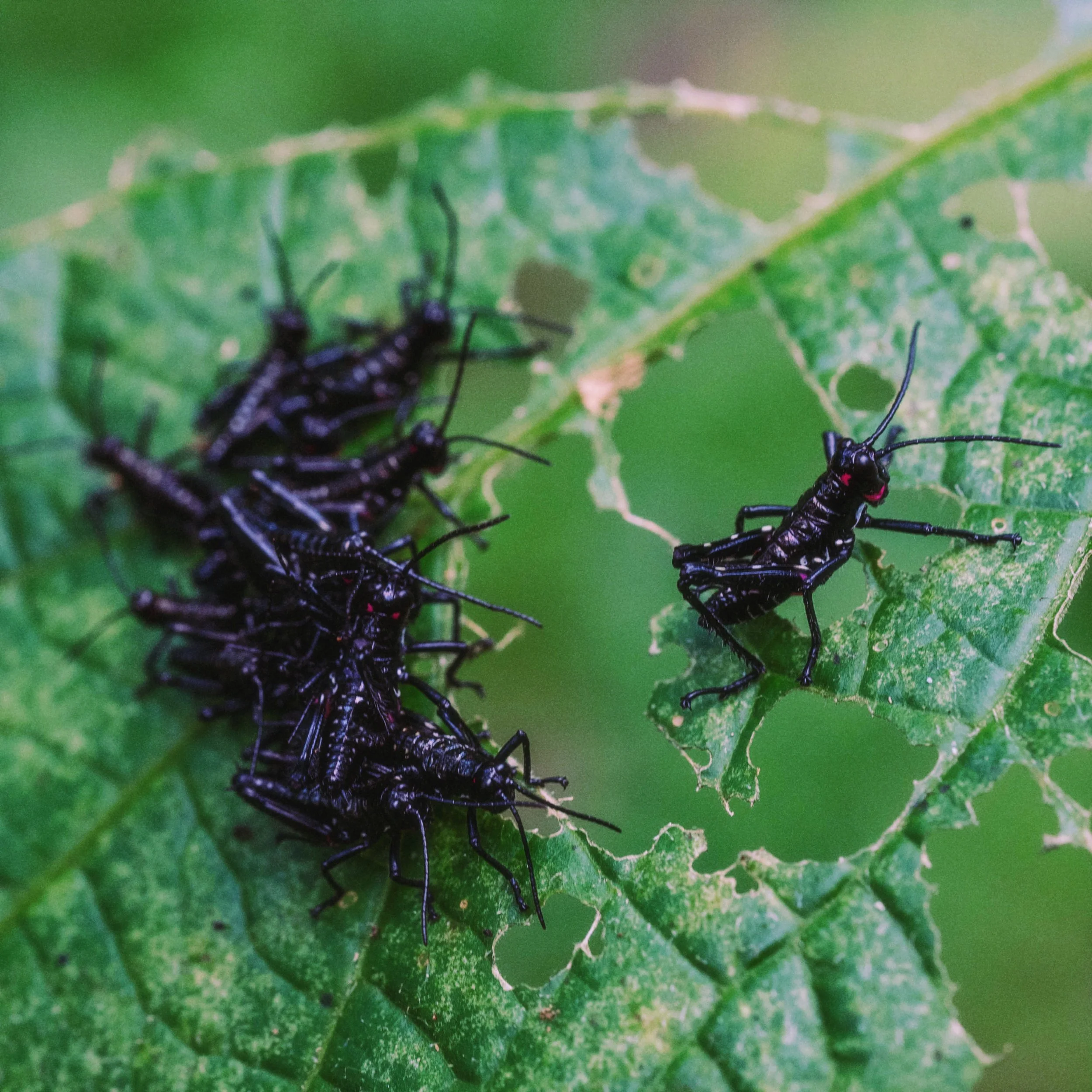 AfterlightImage 5 2.JPG