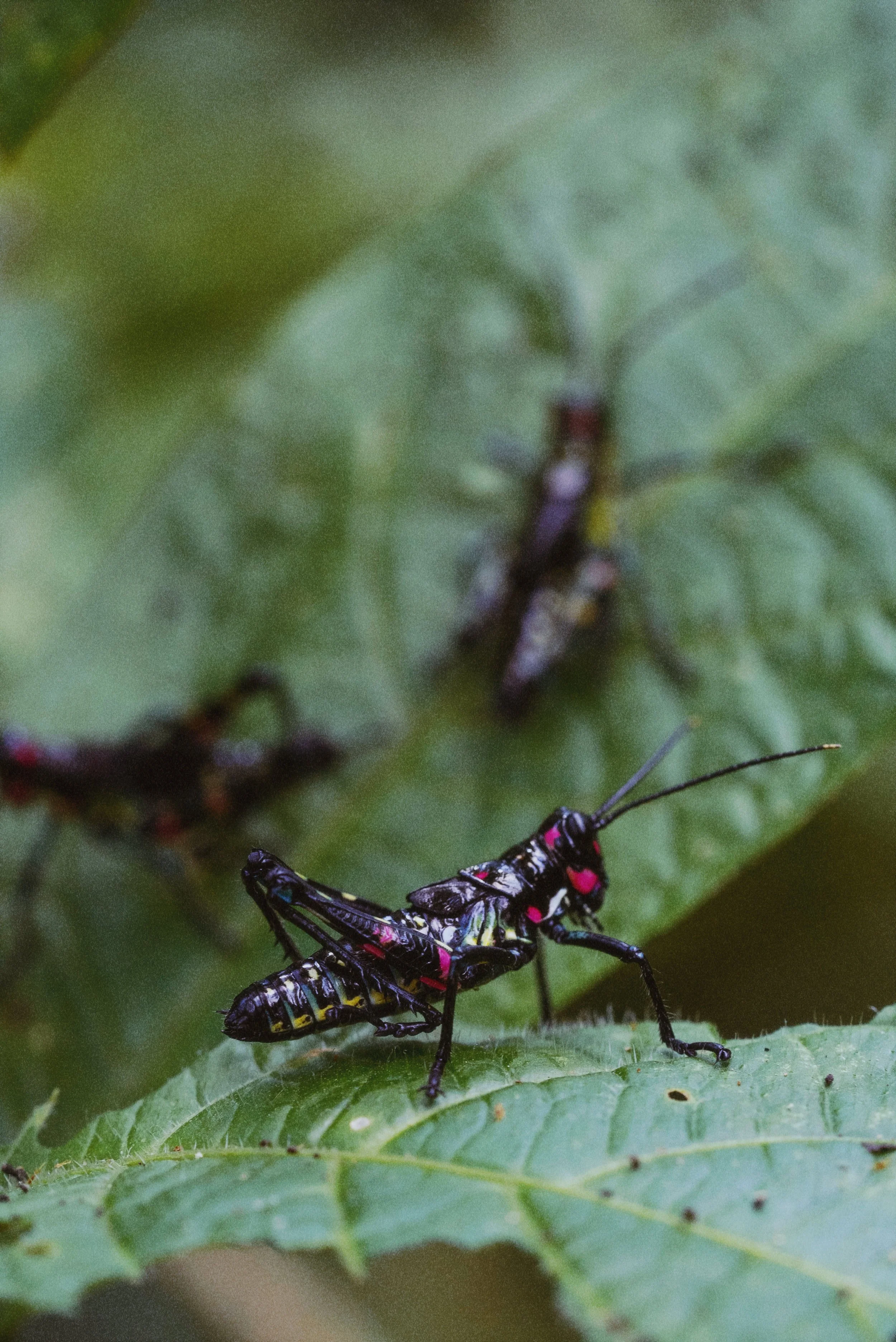 AfterlightImage 7.JPG