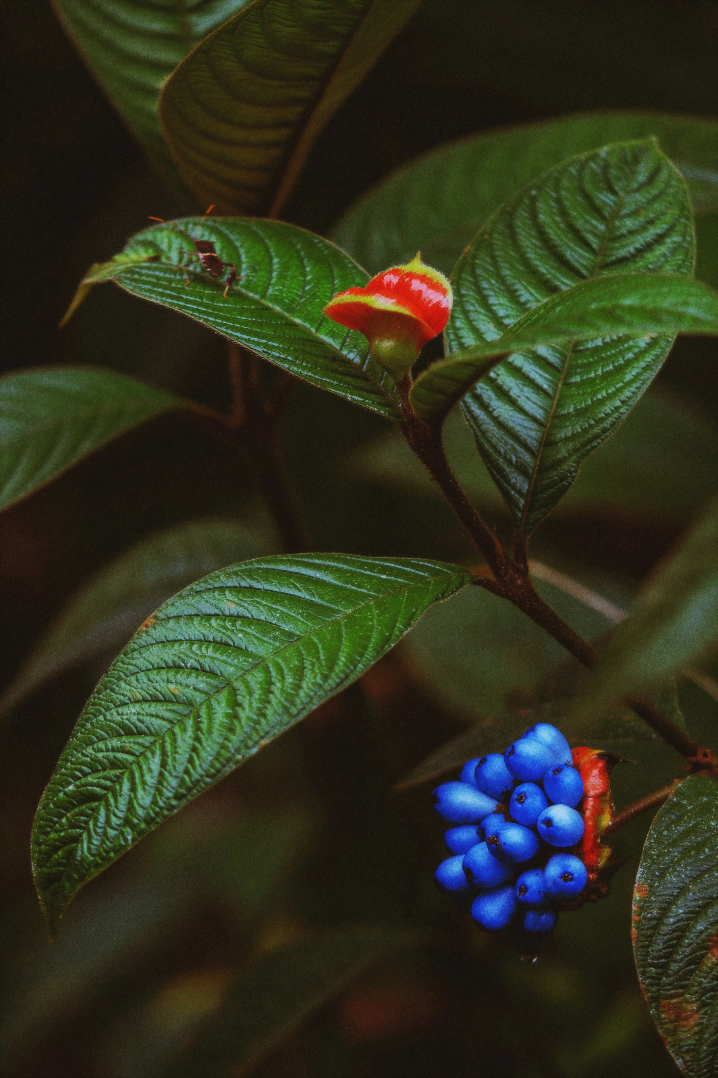 AfterlightImage 26.JPG