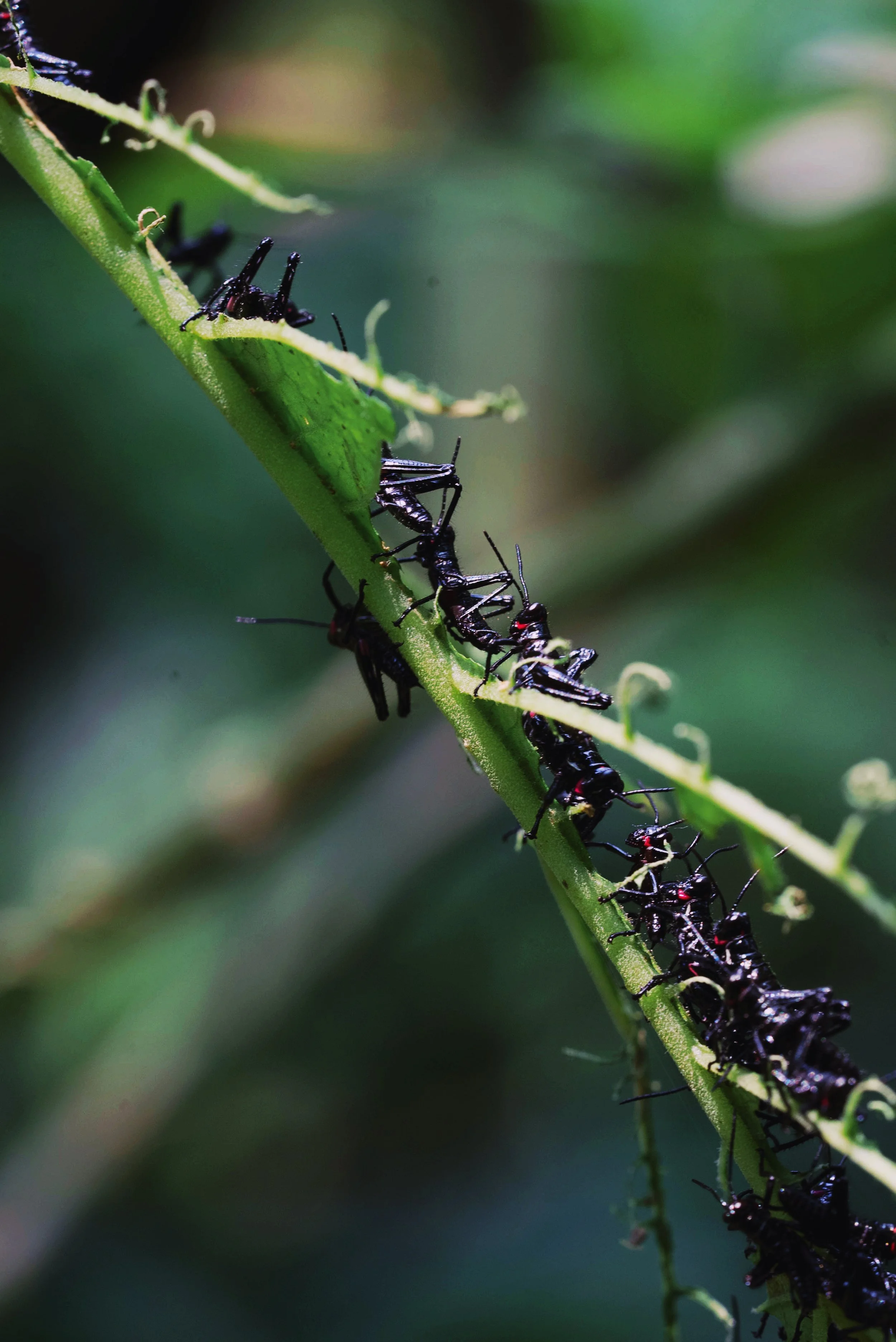 AfterlightImage 4.JPG