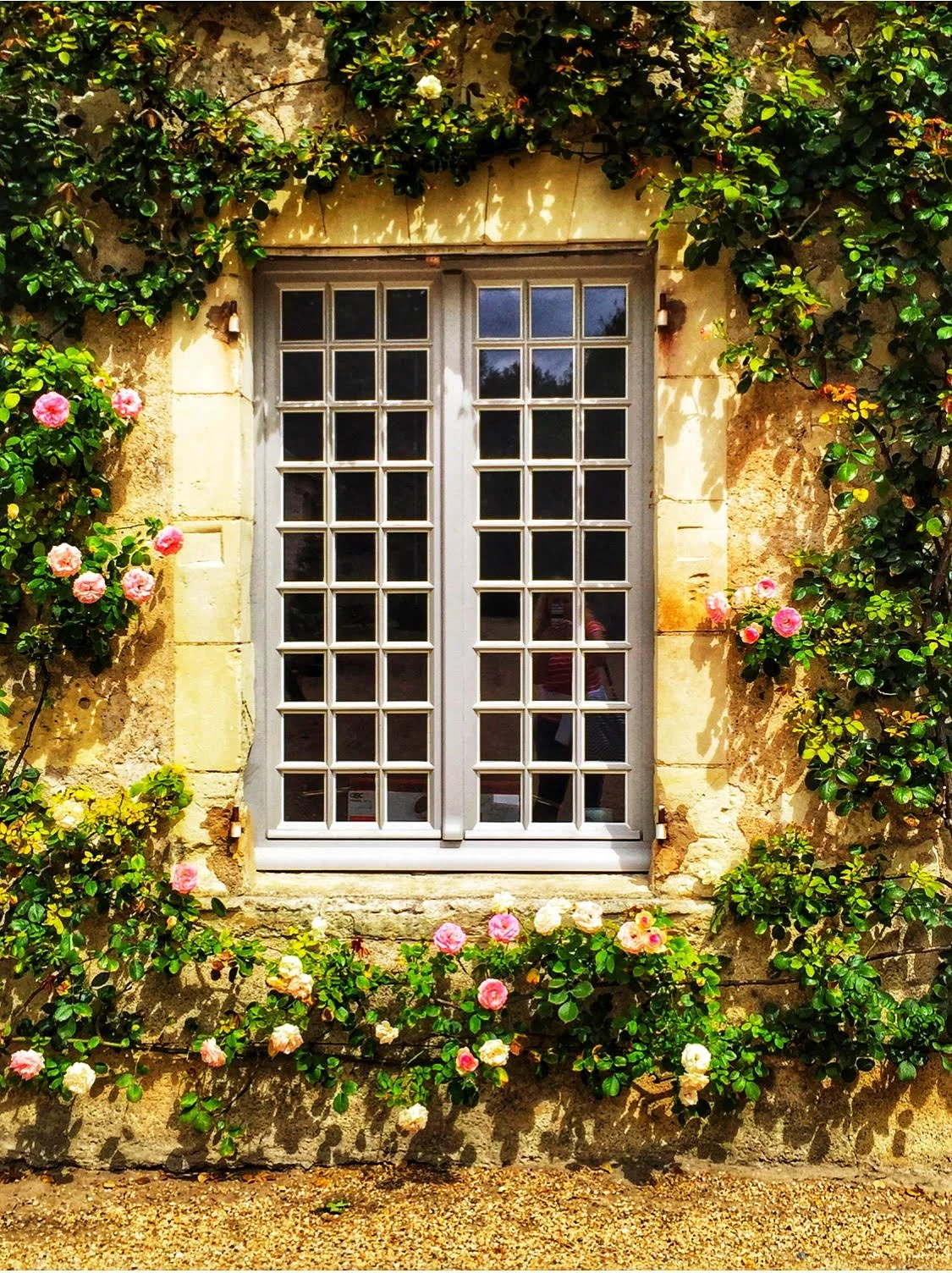 Historic French stone façade with climbing roses and a paned window, photographed during travels.