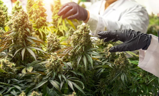 Close-up of cannabis plants being tended in a greenhouse, with a person wearing gloves inspecting the plants.