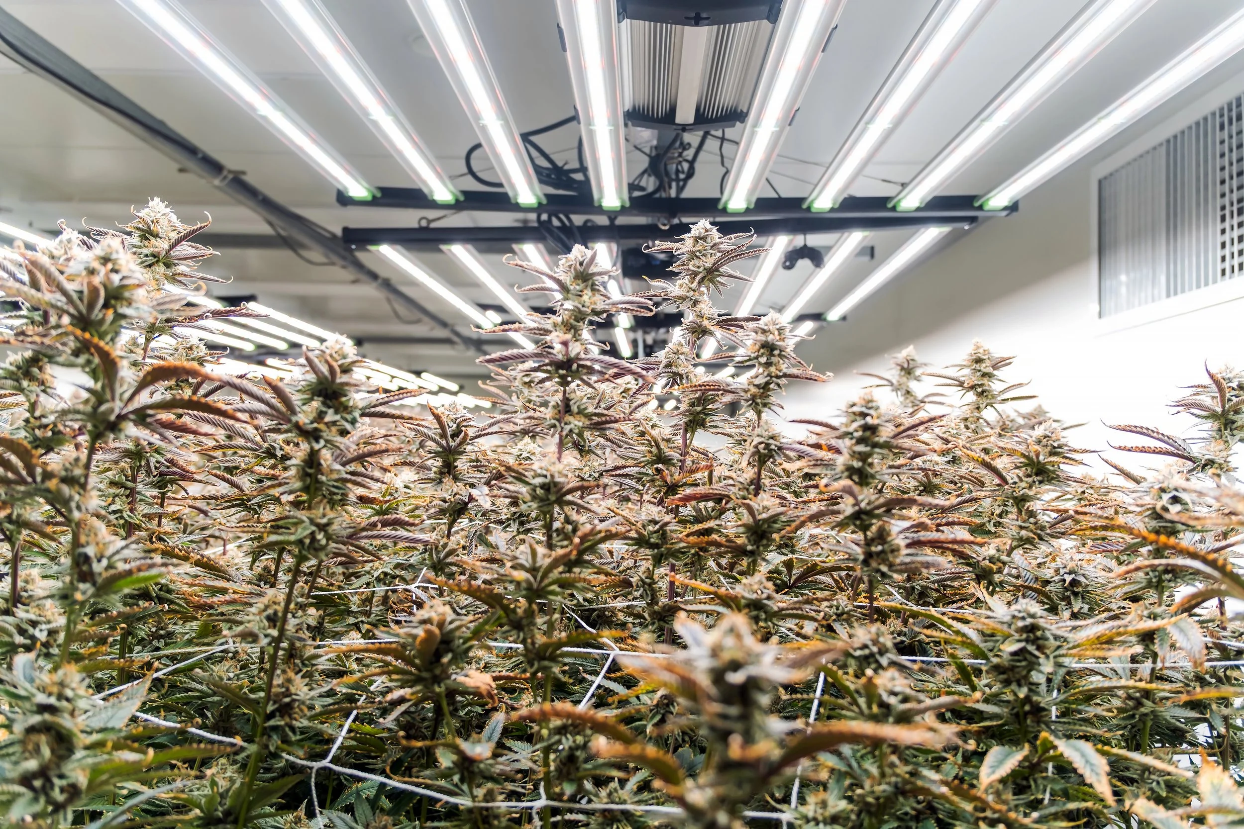 Cannabis flowers growing in the indoor room