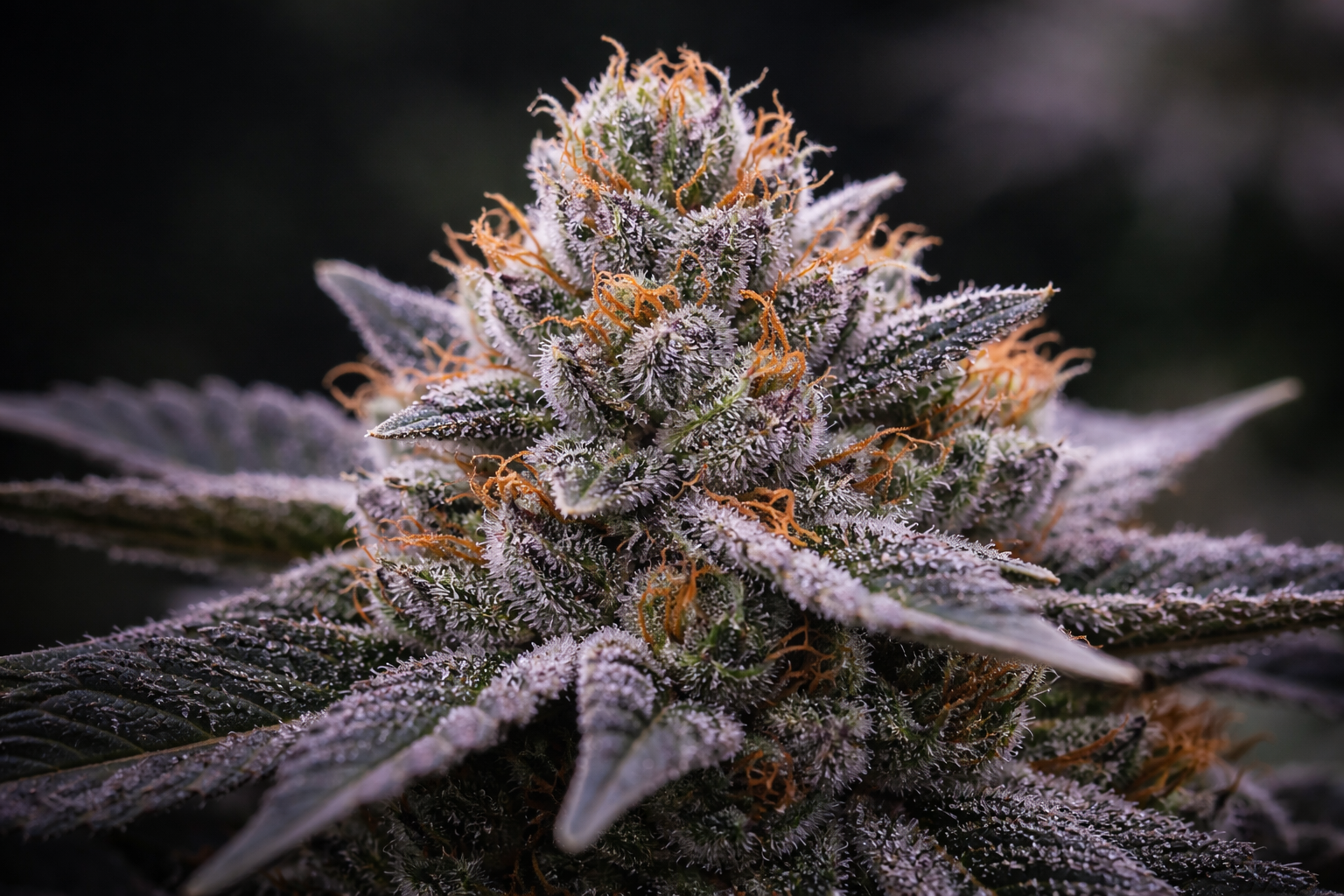 Macro shot of a cannabis flower.png